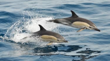 Hvaler og delfiner i deres rette element