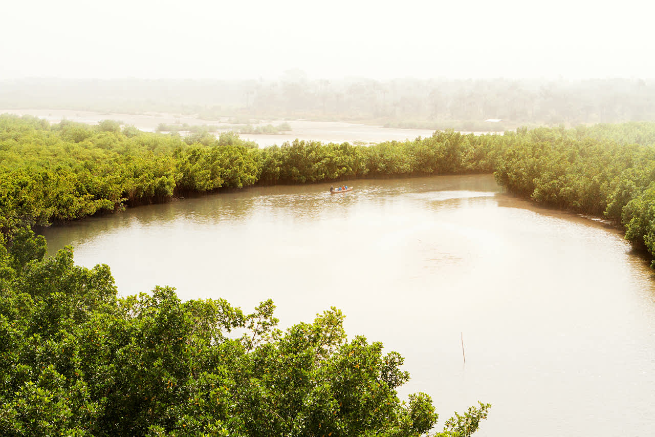 Mangrove-område i Senegal