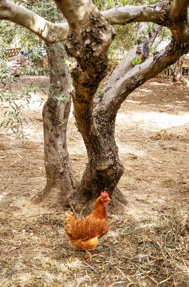 Hønsene går frit omkring i hotellets køkkenhave