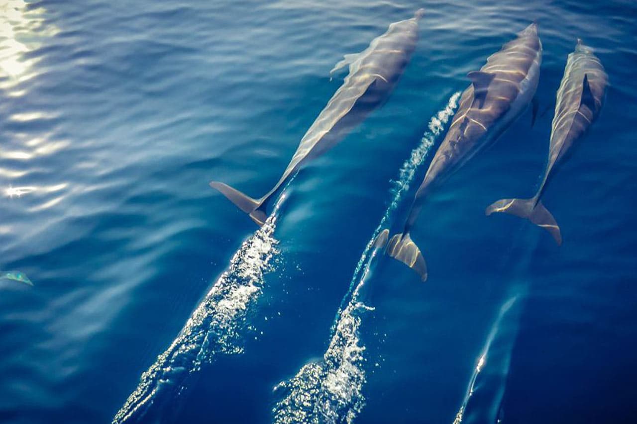 Tag med på bådudflugt og oplev delfiner