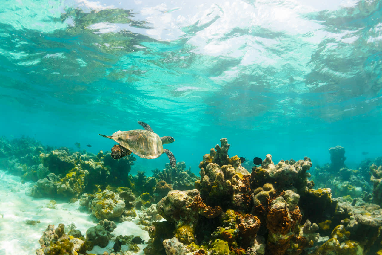 Maldivernes fantastiske undervandsverden