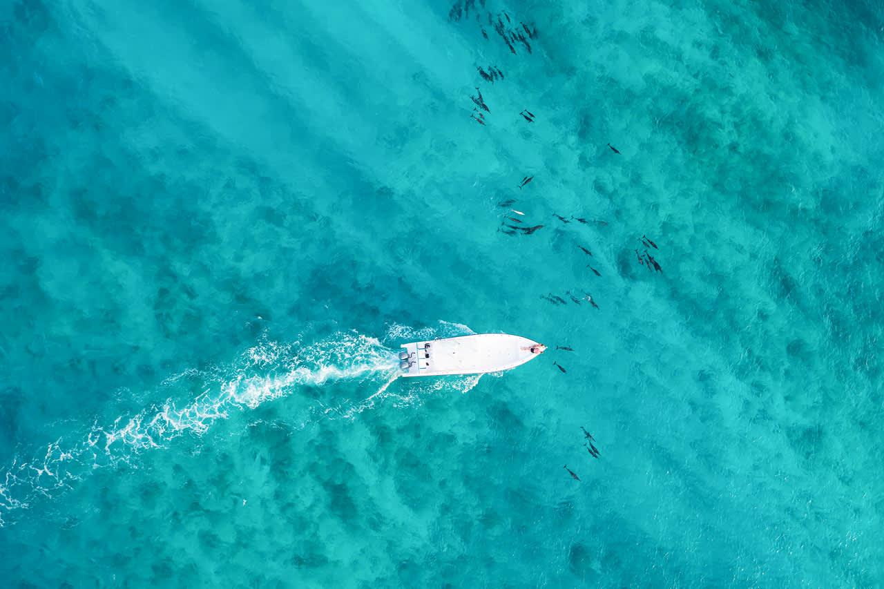 Tag med på bådudflugt og få mulighed for at se delfiner
