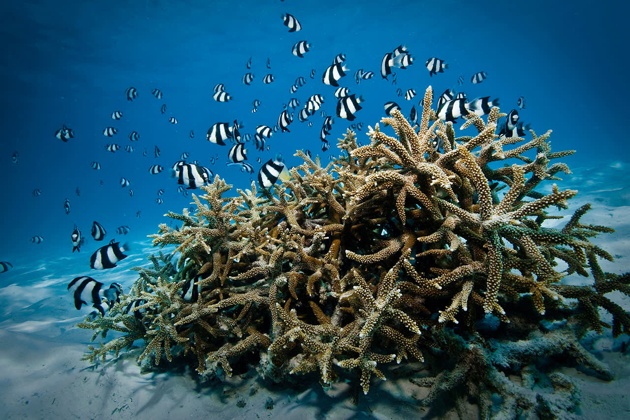 Oplev verden under havoverfladen på en snorkling- eller dykkertur