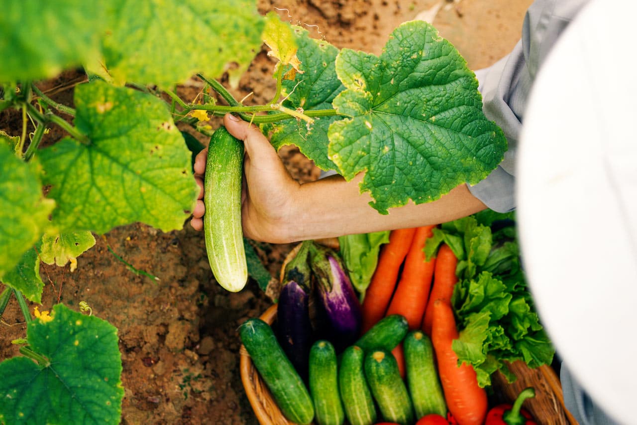 La Veranda Resort har en urtehave, hvor man dyrker forskellige grøntsager
