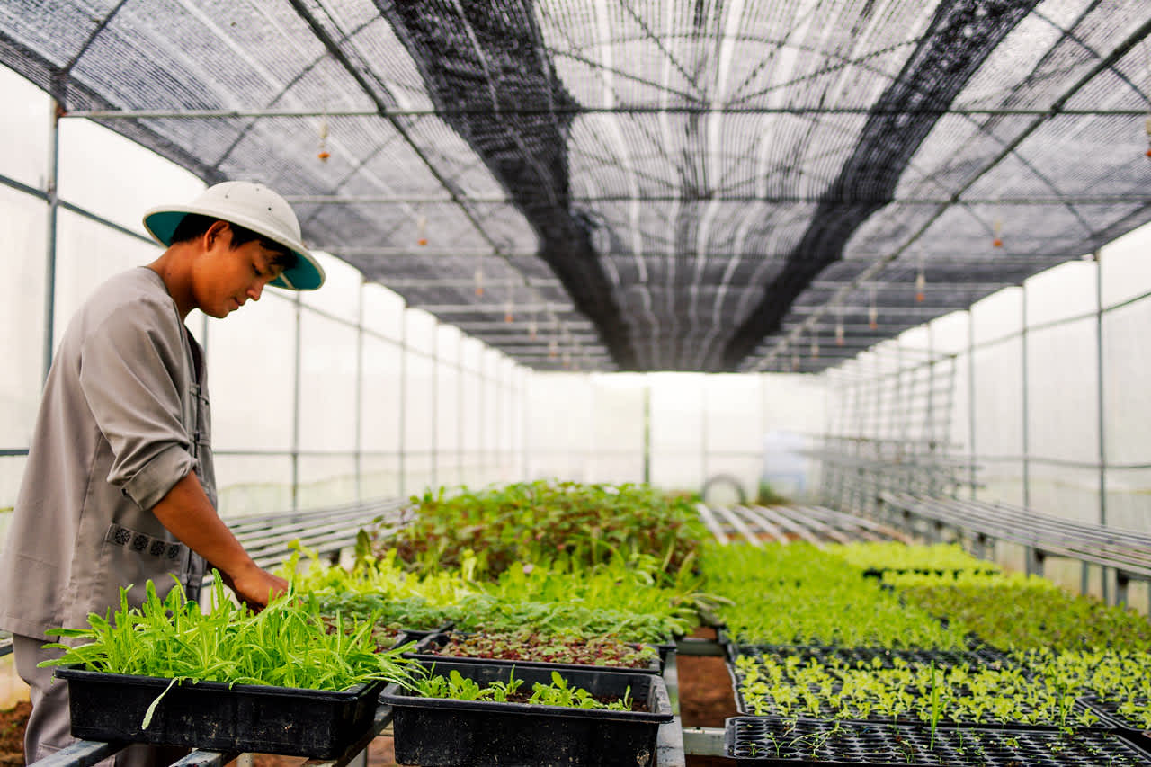 La Veranda Resort har en urtehave, hvor man dyrker forskellige grøntsager