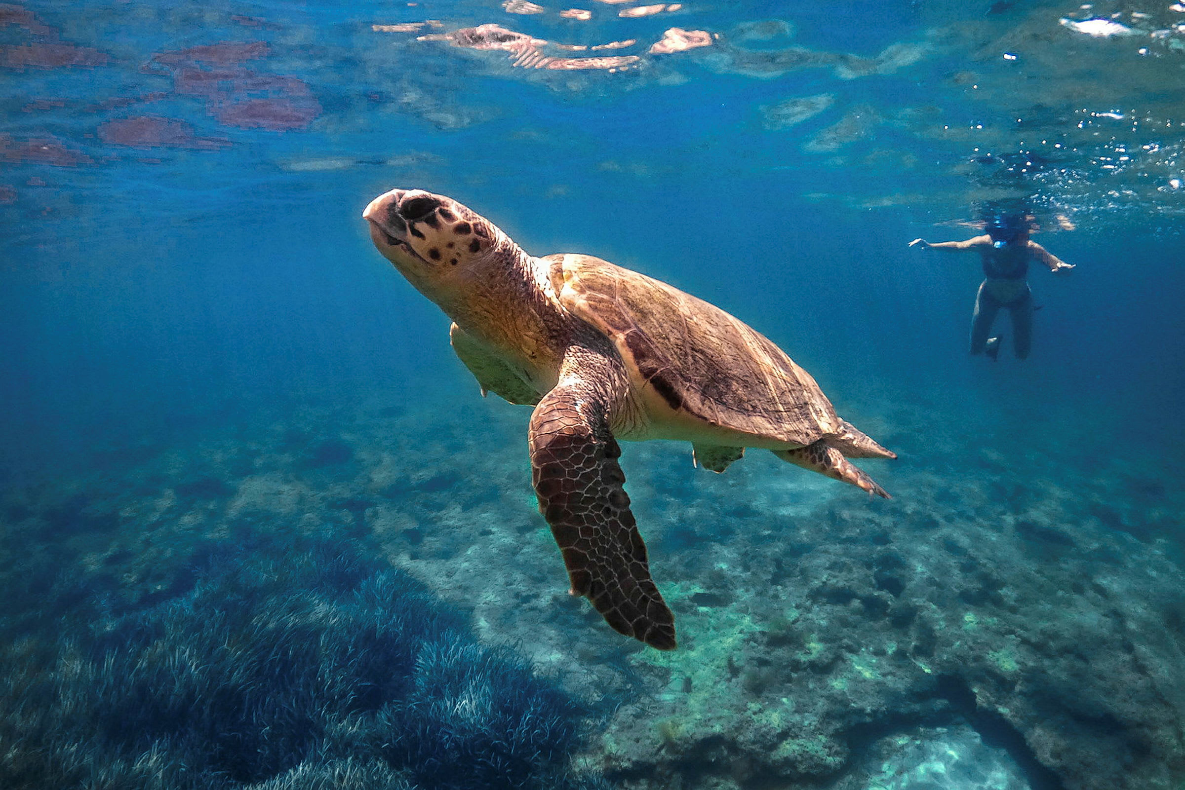 En havskildpadde svømmer i klart vand med havbunden synlig under, mens en svømmer med snorkel ses i baggrunden. (AI-genereret tekst)