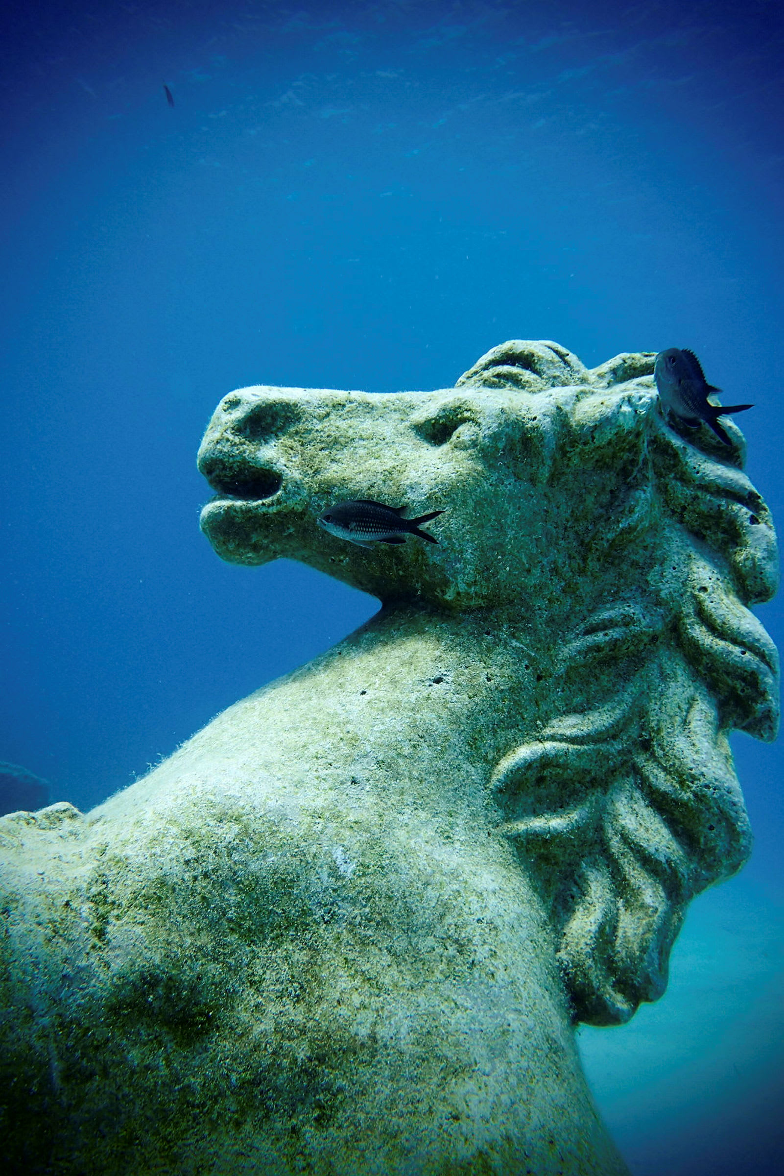 En undervandsstatue af et hestehoved omgivet af fisk. (AI-genereret tekst)