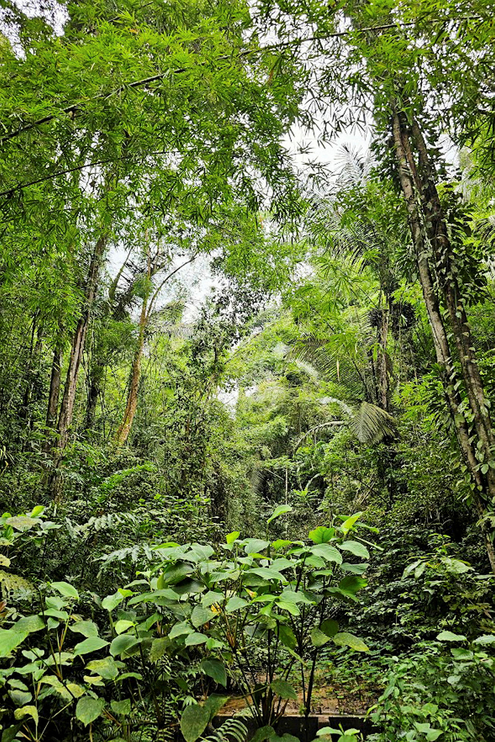 En frodig skov med tæt vegetation og høje træer. (AI-genereret tekst)