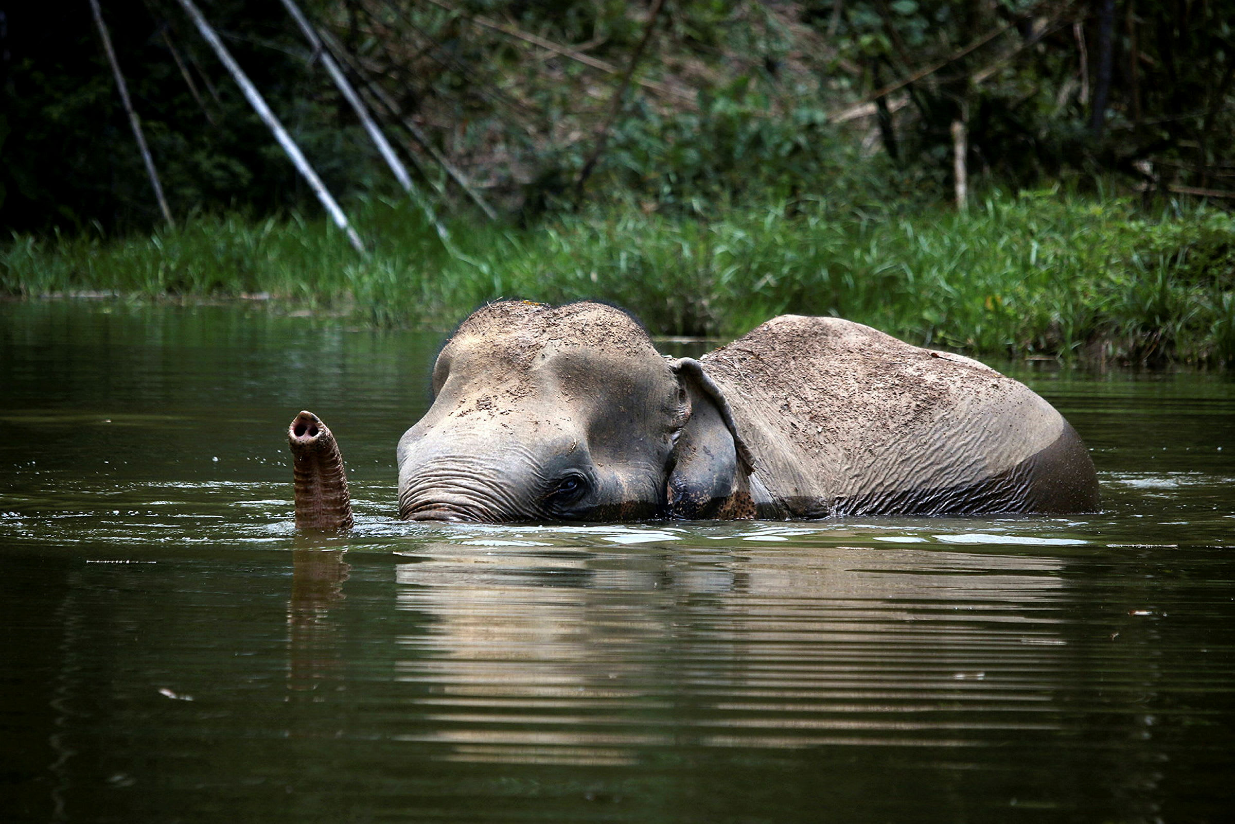 En elefant bader i vand med sin snabel over overfladen. (AI-genereret tekst)