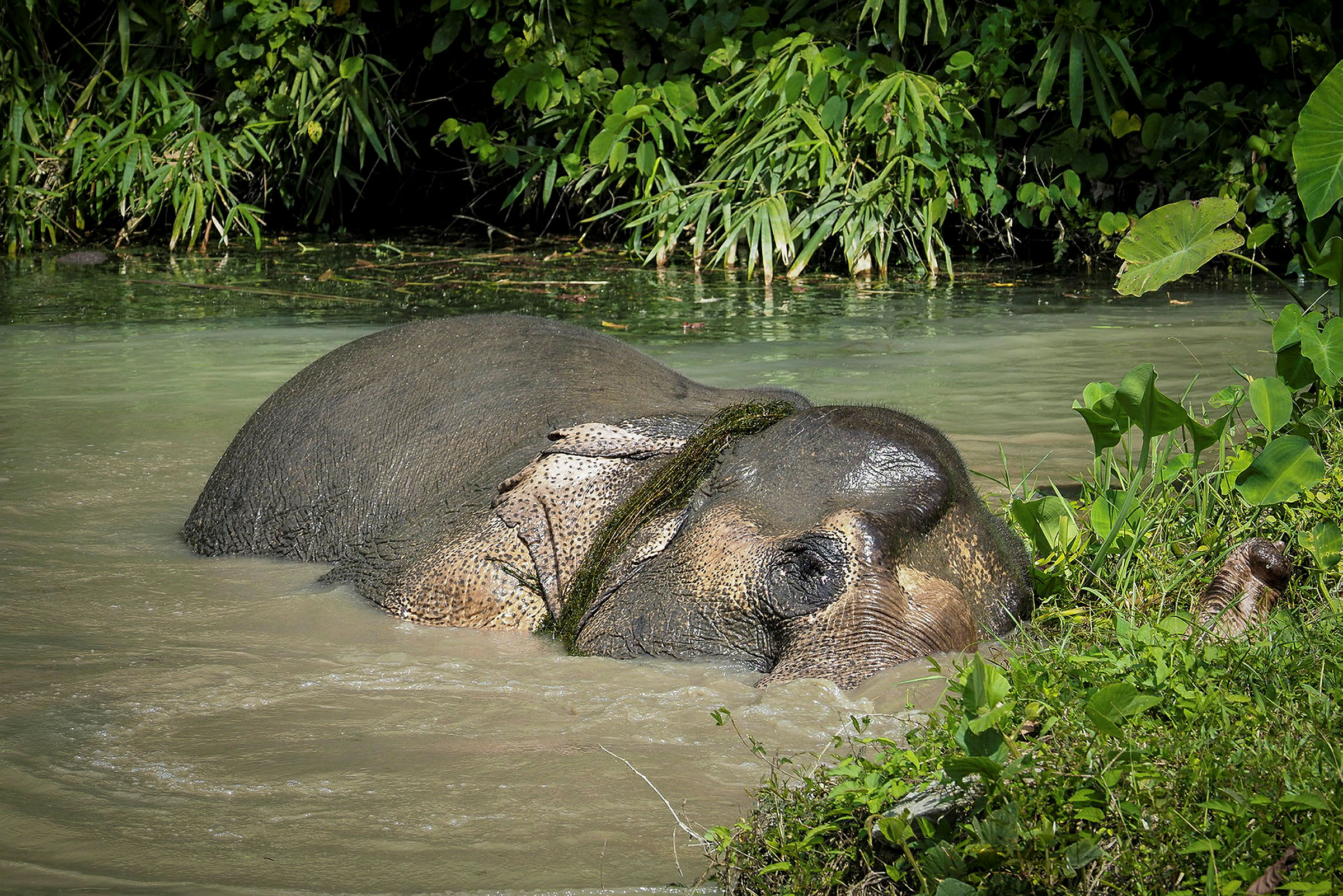 En elefant ligger delvist nedsunket i vand tæt på grønne planter. (AI-genereret tekst)