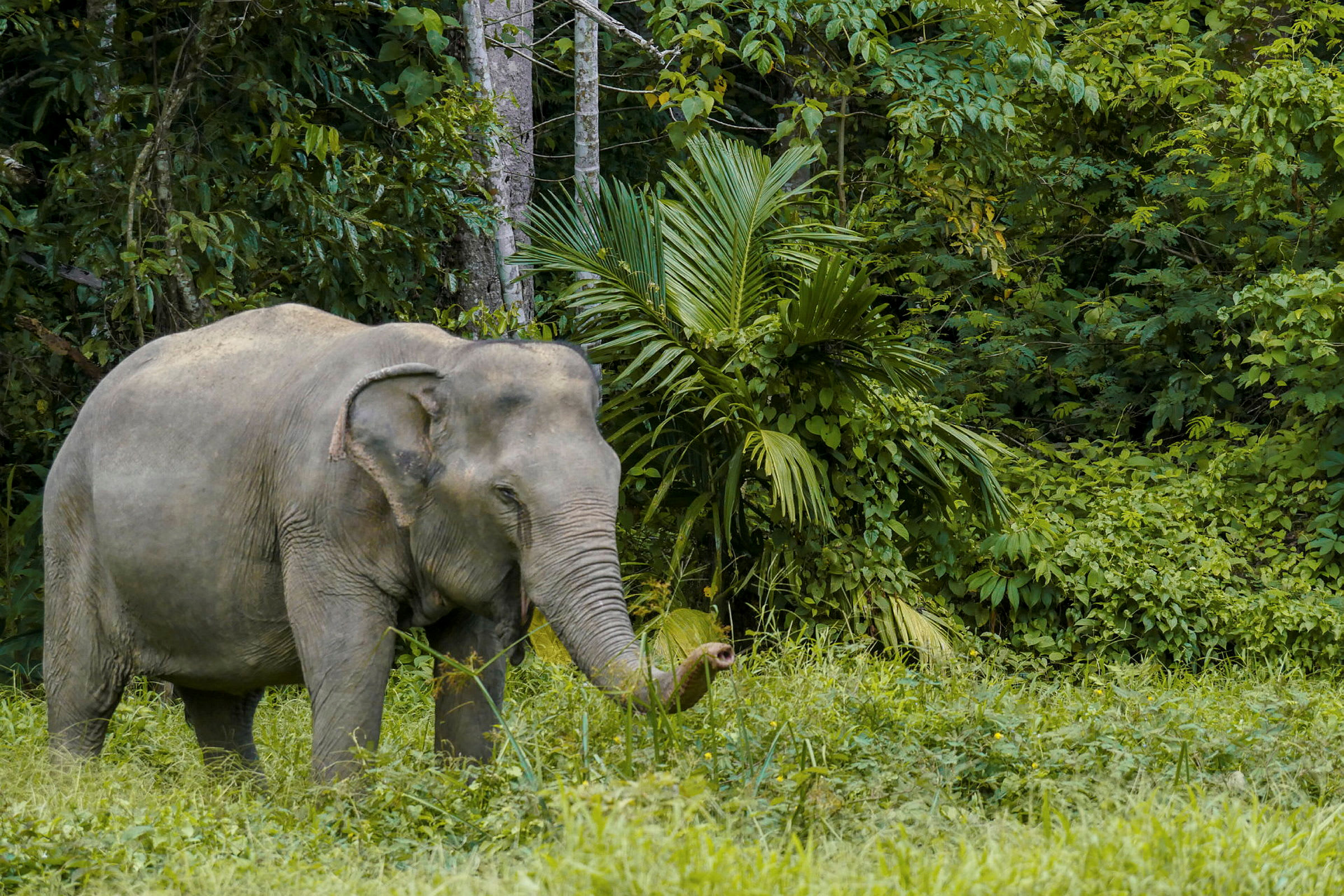 Billede af en elefant i en grøn skov. (AI-genereret tekst)