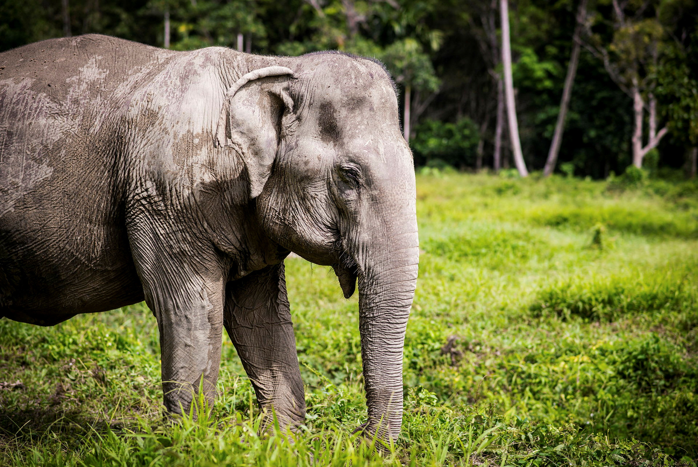 En elefant, stående på en grøn græsmark omgivet af træer. (AI-genereret tekst)