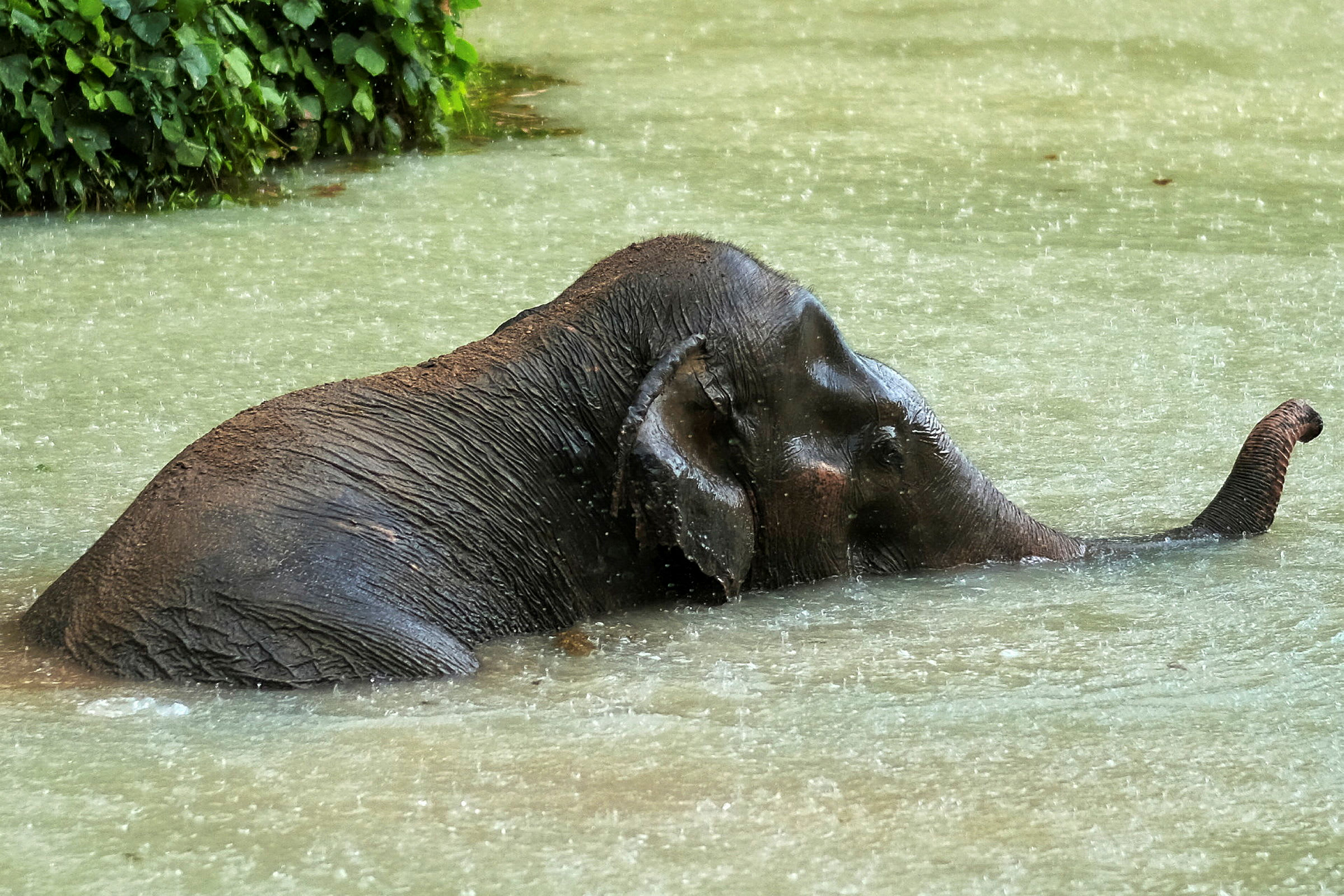 En elefant bader i vand. (AI-genereret tekst)