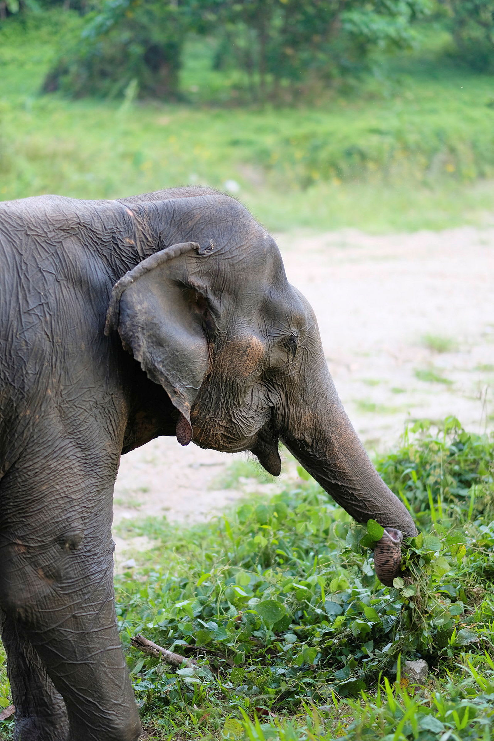 En elefant, der spiser planter fra jorden. (AI-genereret tekst)