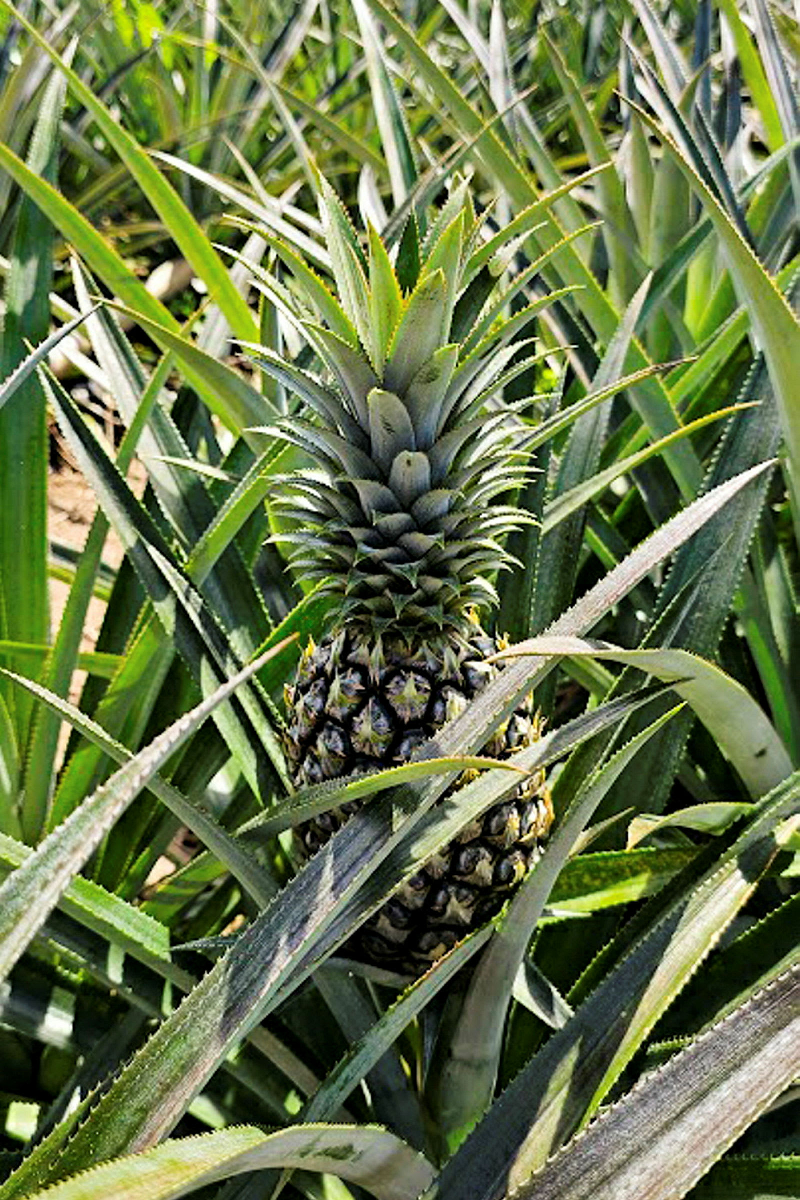 Nærbillede af en moden ananas, der vokser blandt grønne blade. (AI-genereret tekst)