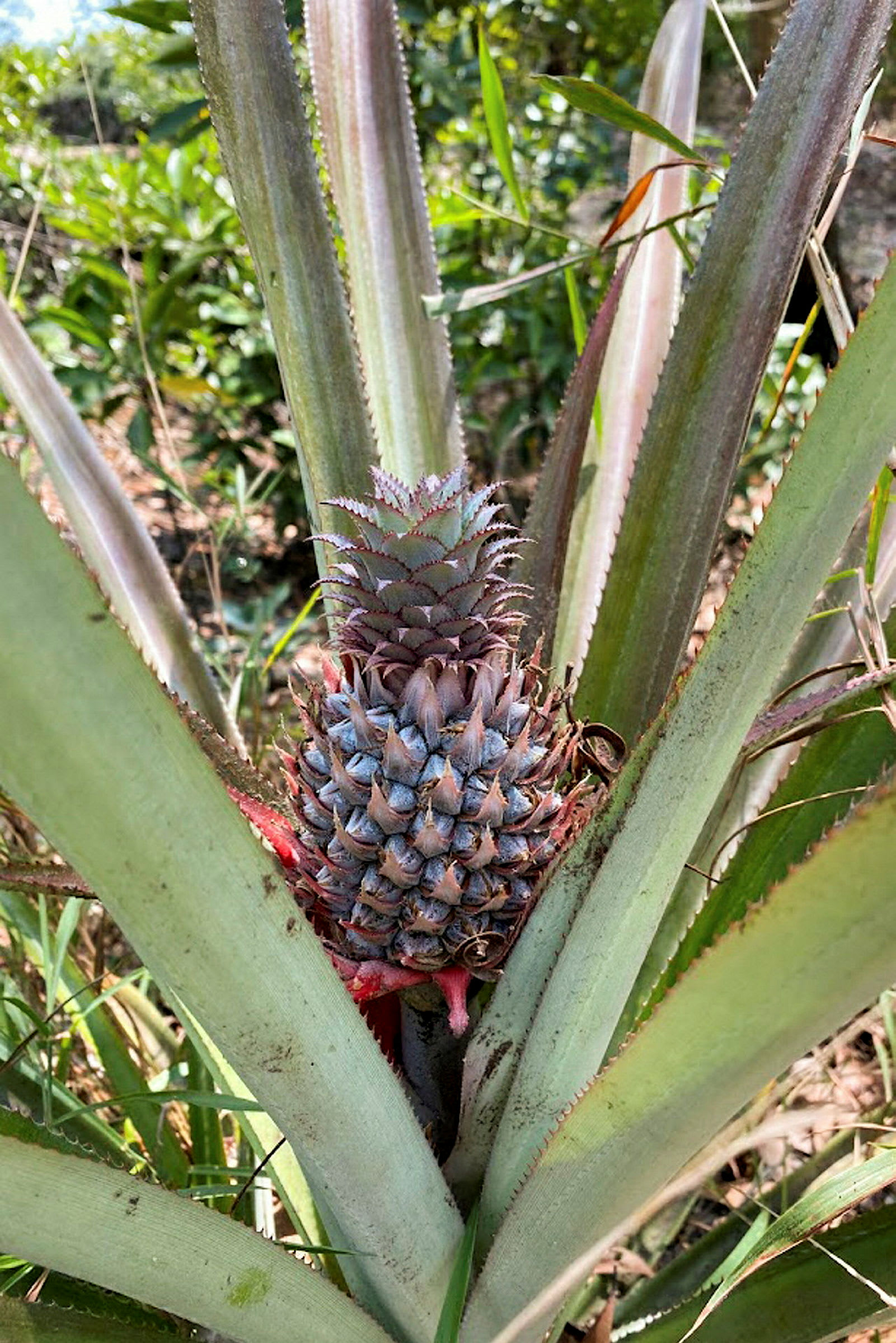 Nærbillede af en voksende ananas i en frodig have. (AI-genereret tekst)