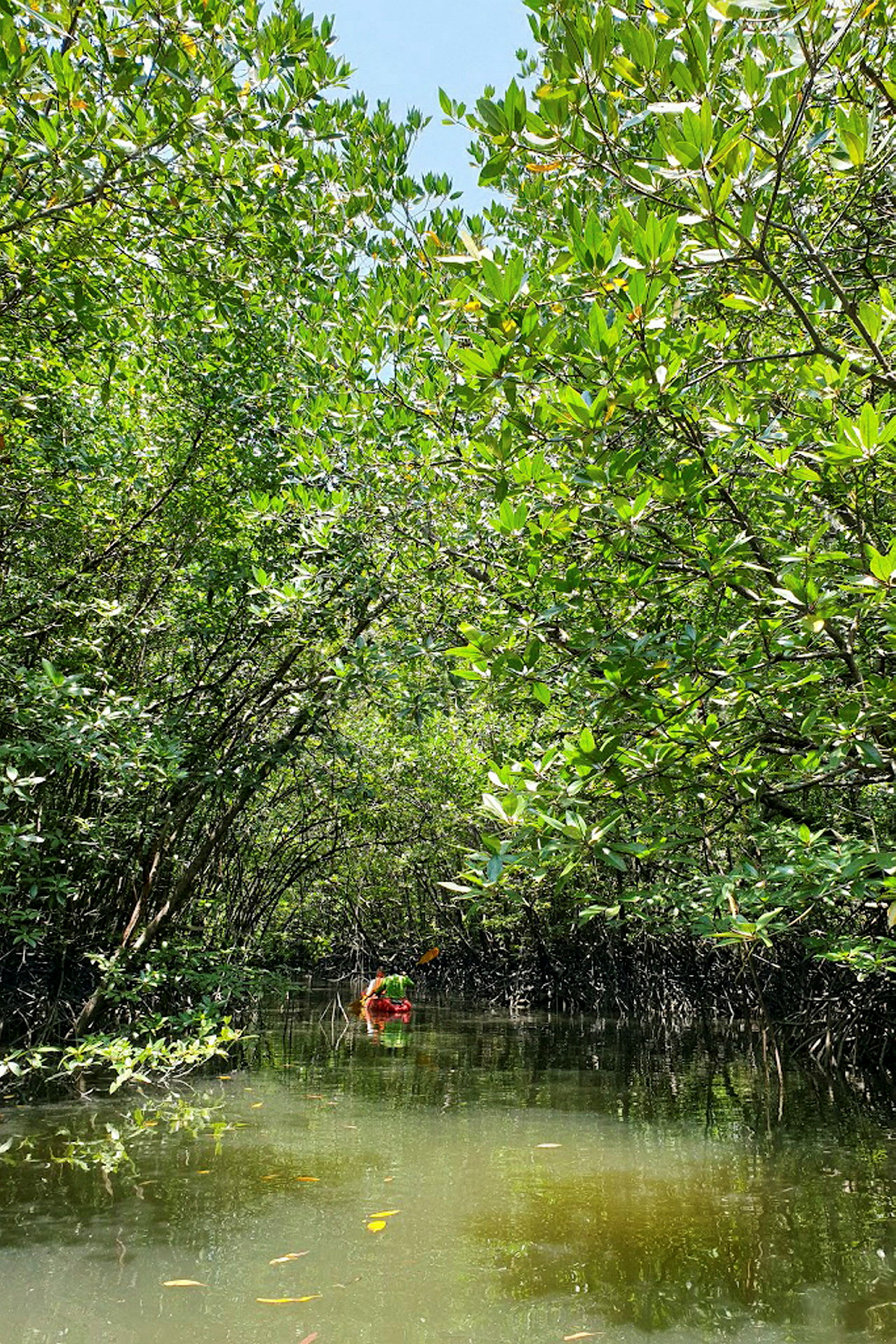 Billedet viser en kajak, der padler gennem et område med tæt mangroveskov og stille vand. (AI-genereret tekst)