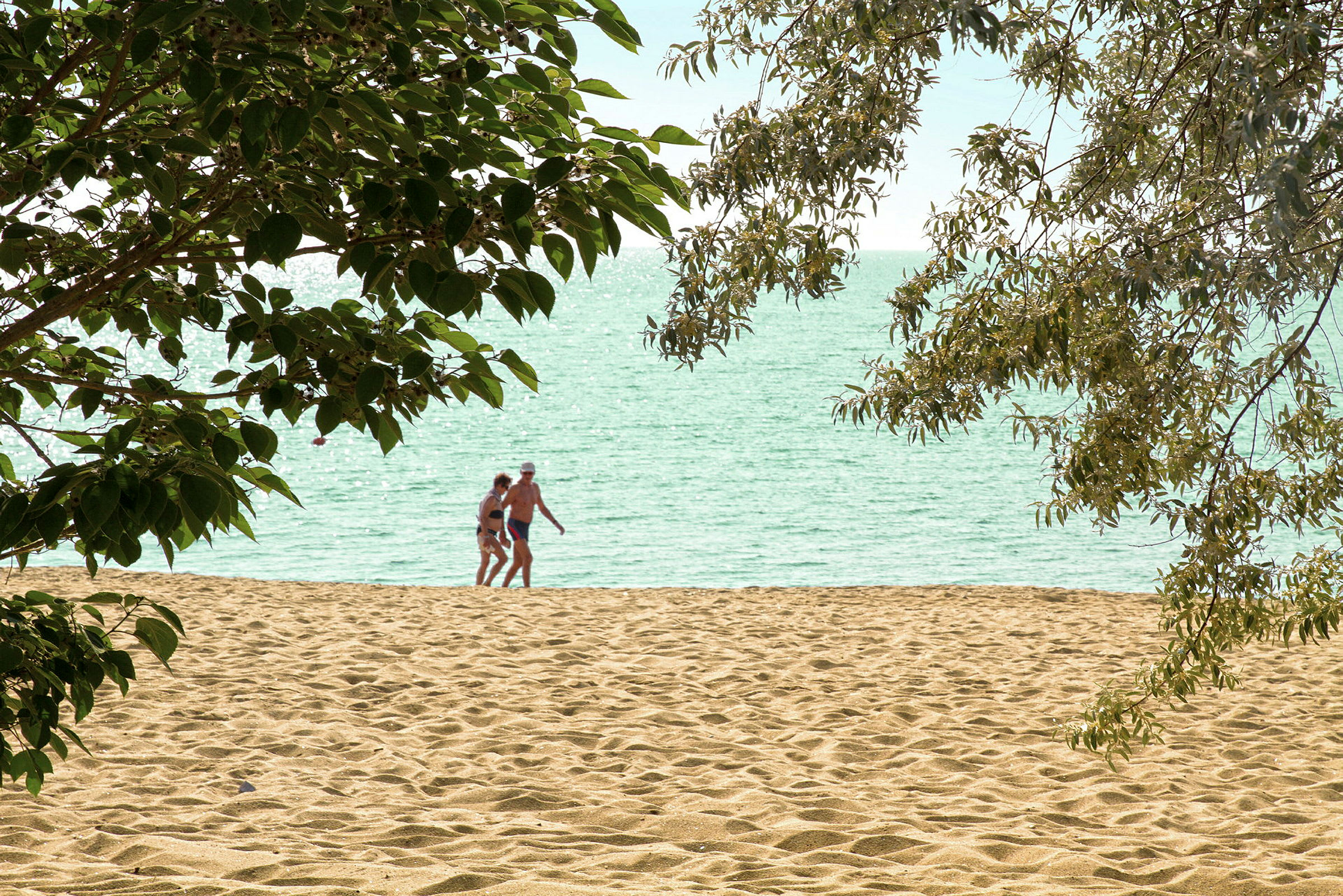 To personer går på en sandstrand tæt på havet, indrammet af grene. (AI-genereret tekst)