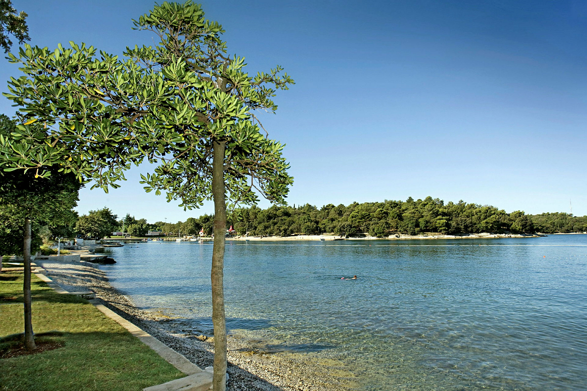 En strandpromenade med et træ i forgrunden og vand med en svømmende person samt en skovklædt strand i baggrunden. (AI-genereret tekst)
