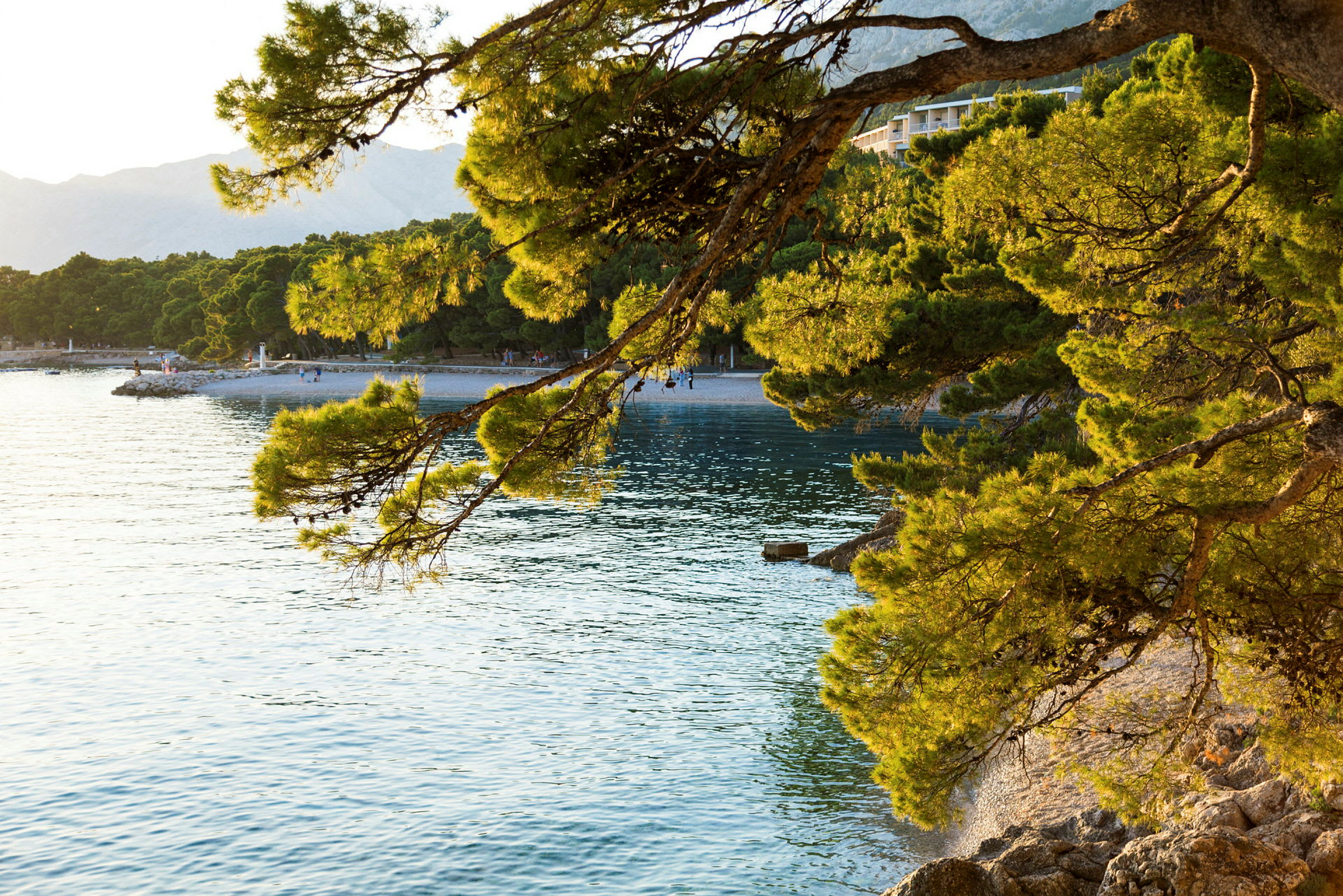 Strand med grene der rækker ud over vandet. (AI-genereret tekst)