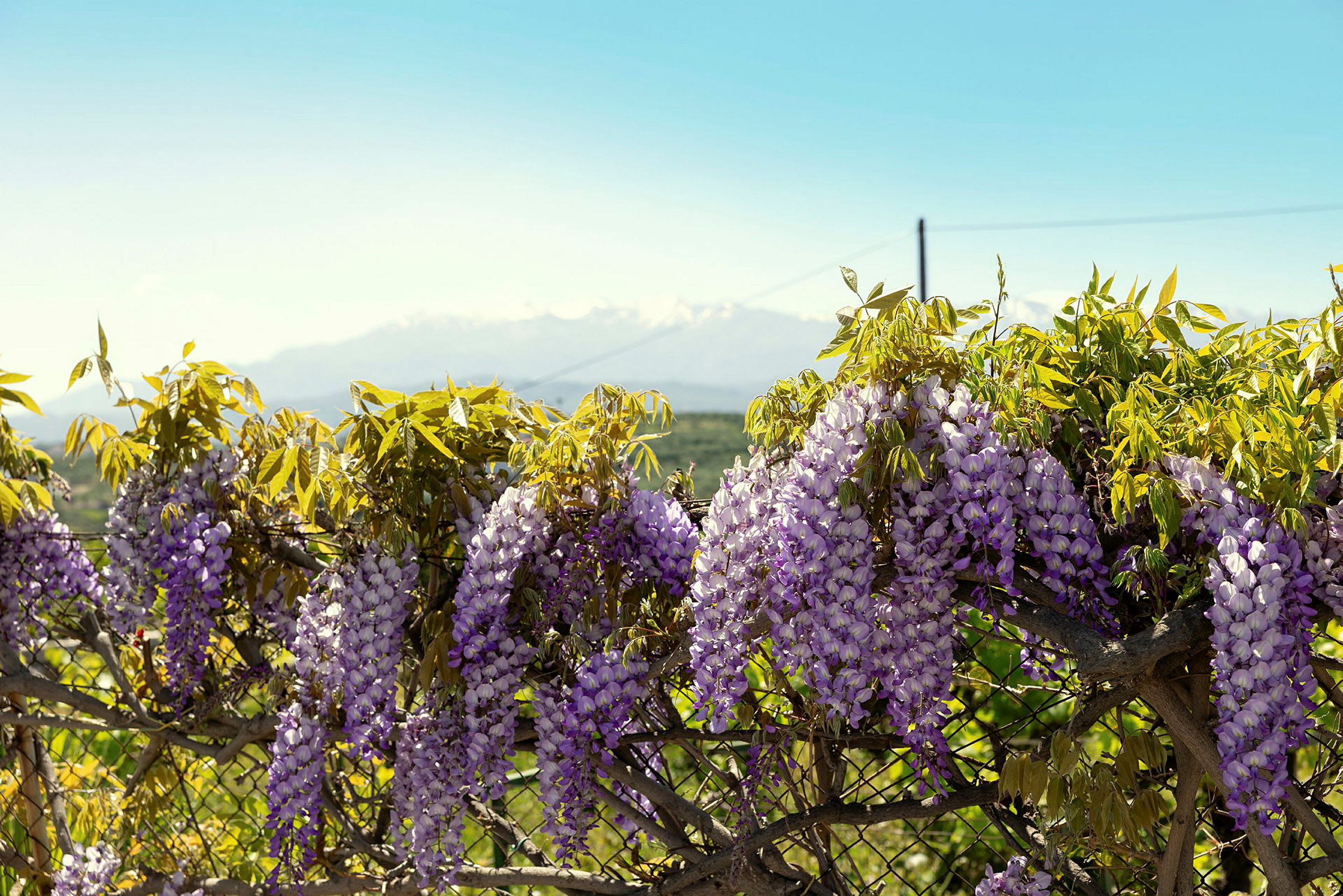 Lilla blomster hænger fra en træstamme med bjerge og klar himmel i baggrunden. (AI-genereret tekst)