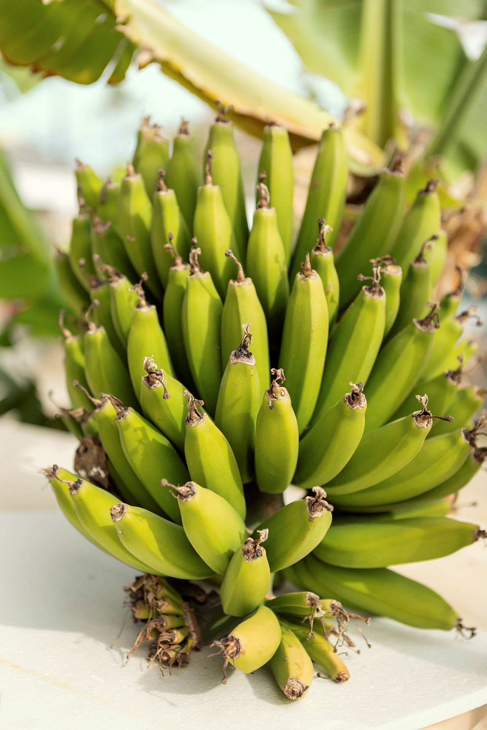 En klase grønne bananer med en baggrund af grønne blade. (AI-genereret tekst)