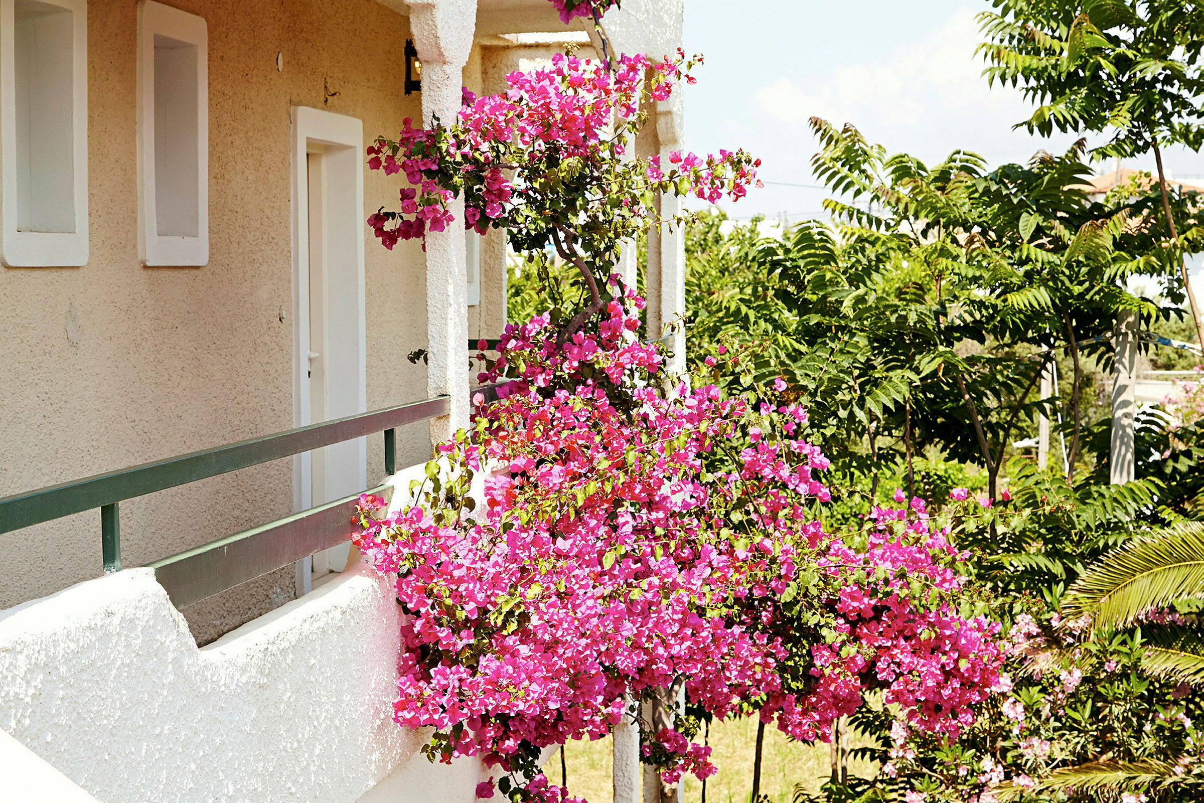Billedet viser en altan med blomstrende bougainvillea og grønne træer i baggrunden. (AI-genereret tekst)