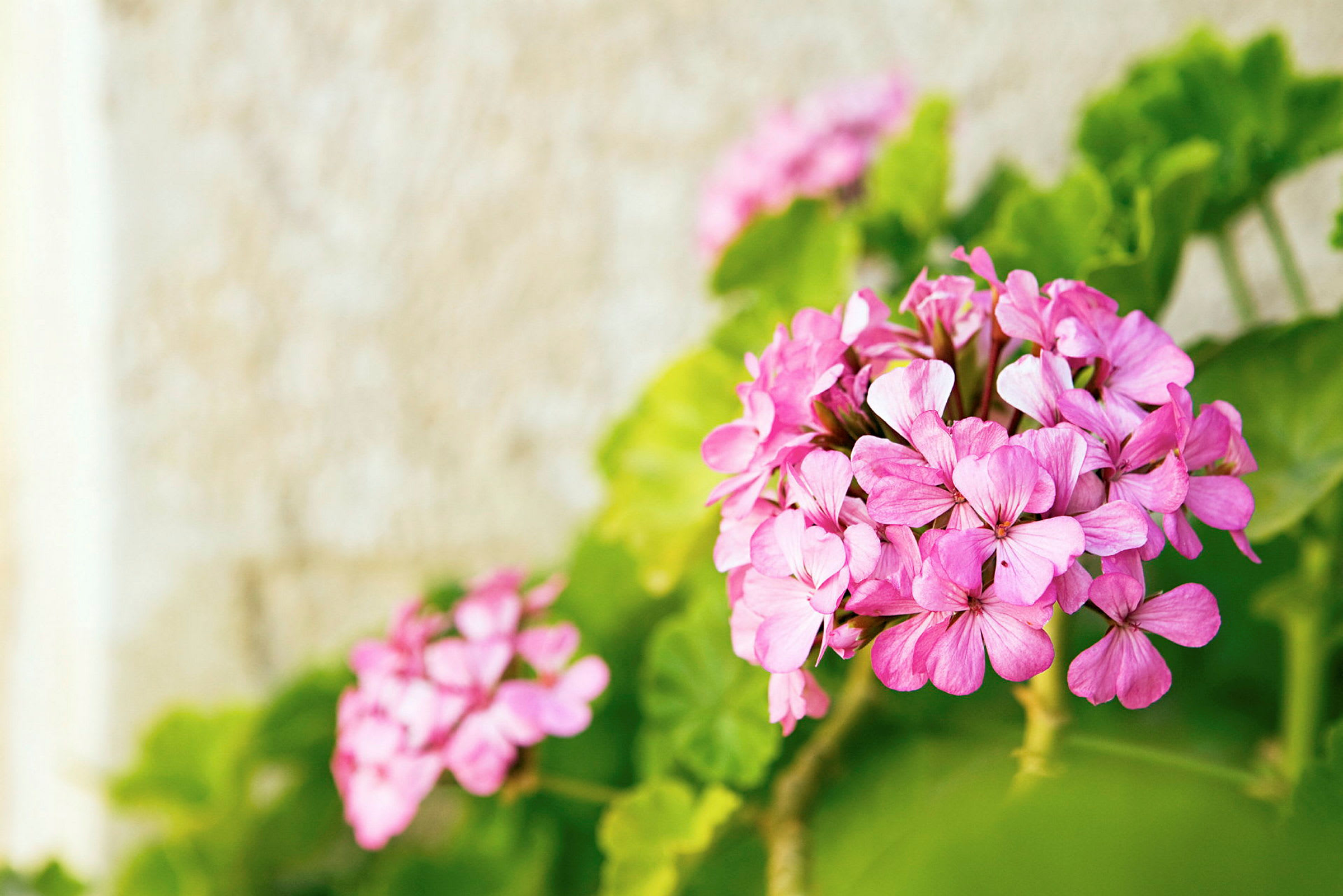 Nærbillede af lyserøde blomster med grønne blade i baggrunden. (AI-genereret tekst)