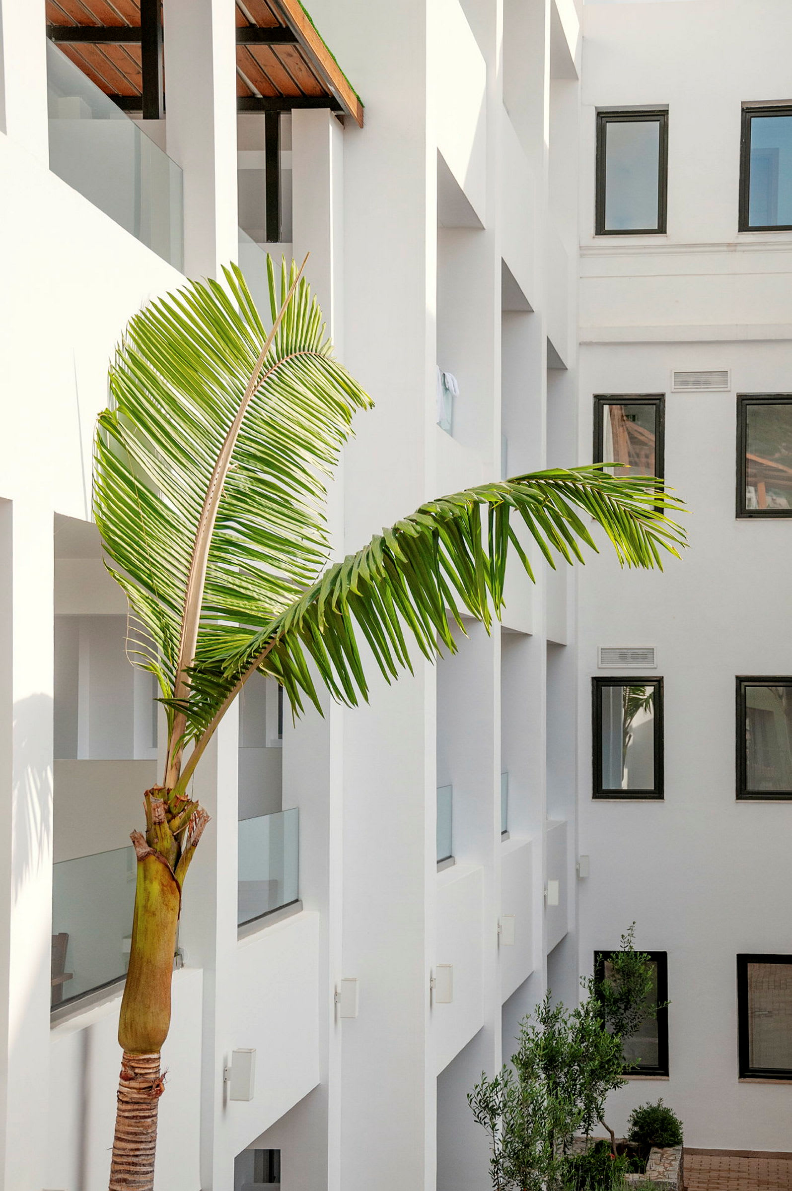 En bananplante med grønne blade foran en hvid moderne bygning med sortindrammede vinduer. (AI-genereret tekst)