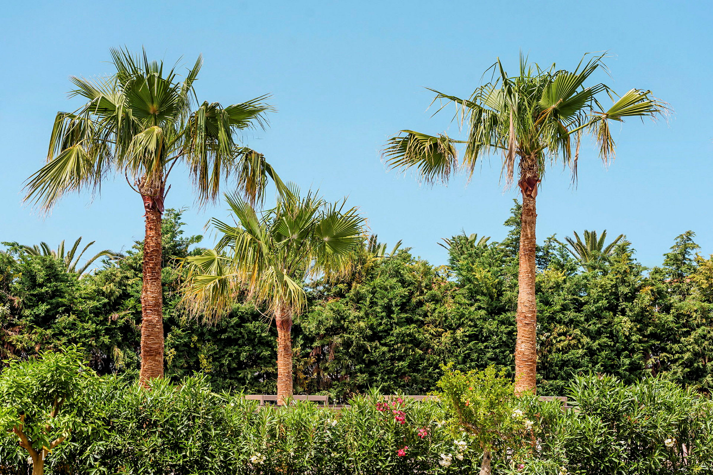 Tre palmer, grøn vegetation og en blå himmel. (AI-genereret tekst)