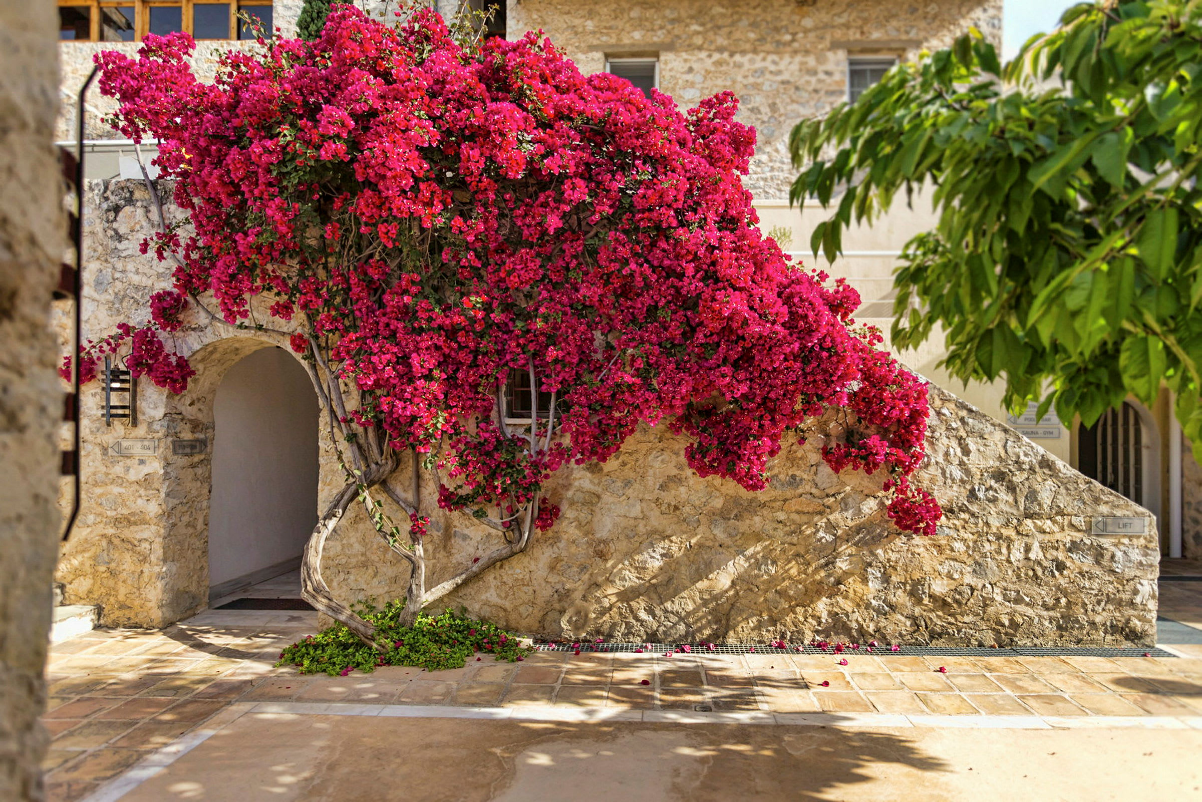 En husfacade med pink blomster, der vokser op ad en stenvæg. (AI-genereret tekst)