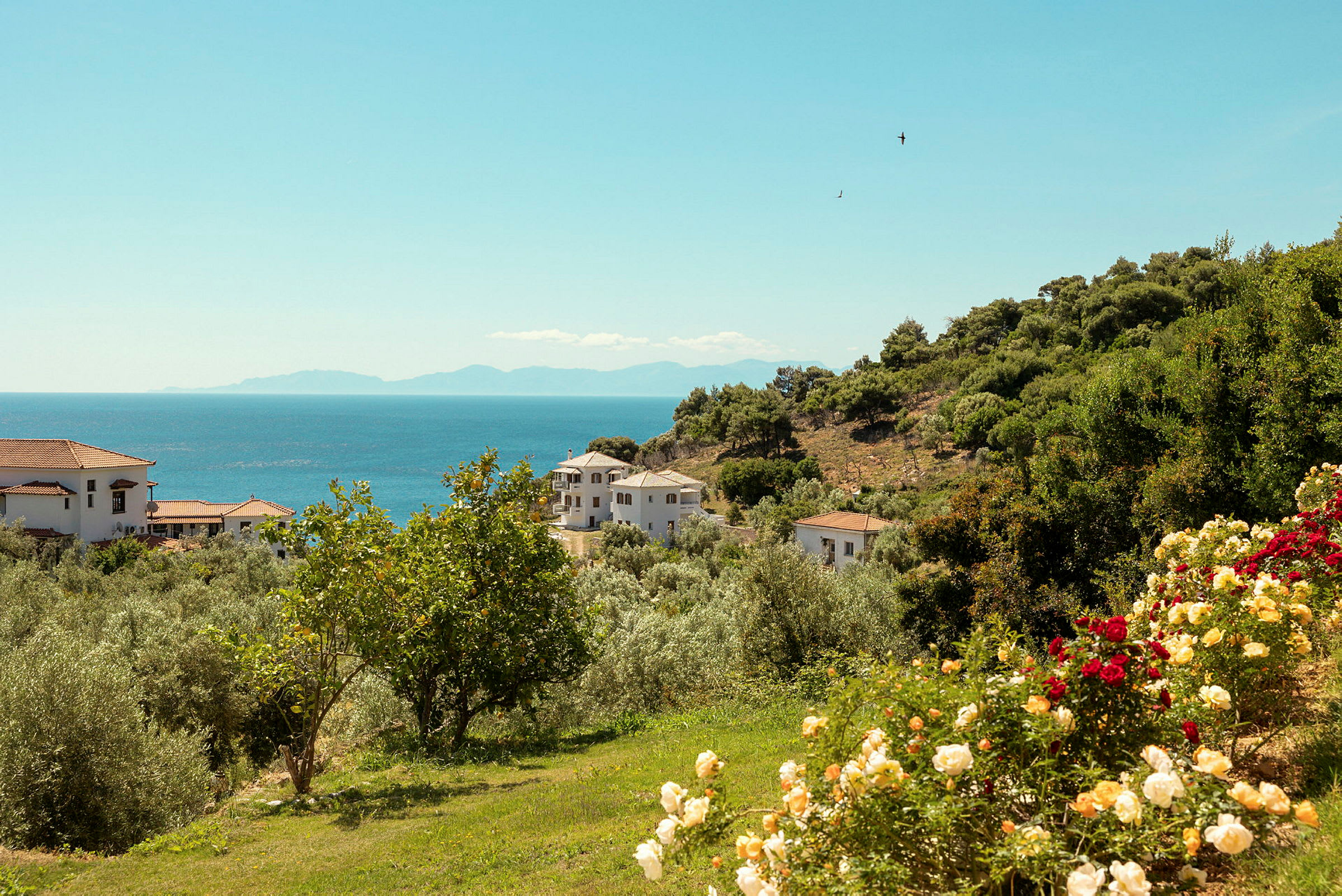 Udsigt over en bakke med huse, blomster og træer nær havet. (AI-genereret tekst)