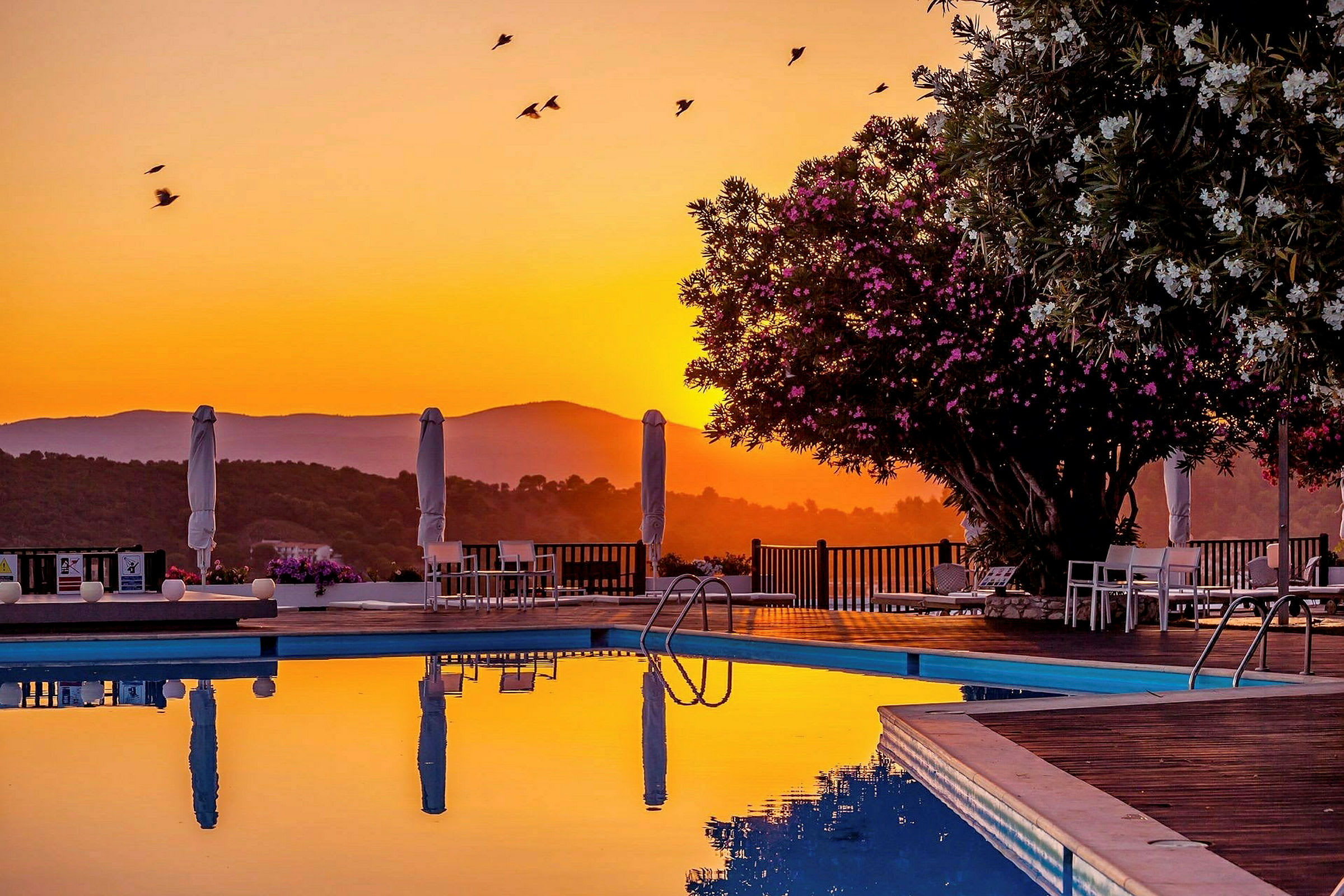 Udsigt over en pool med parasoller og blomster i forgrunden mod en solnedgang. (AI-genereret tekst)