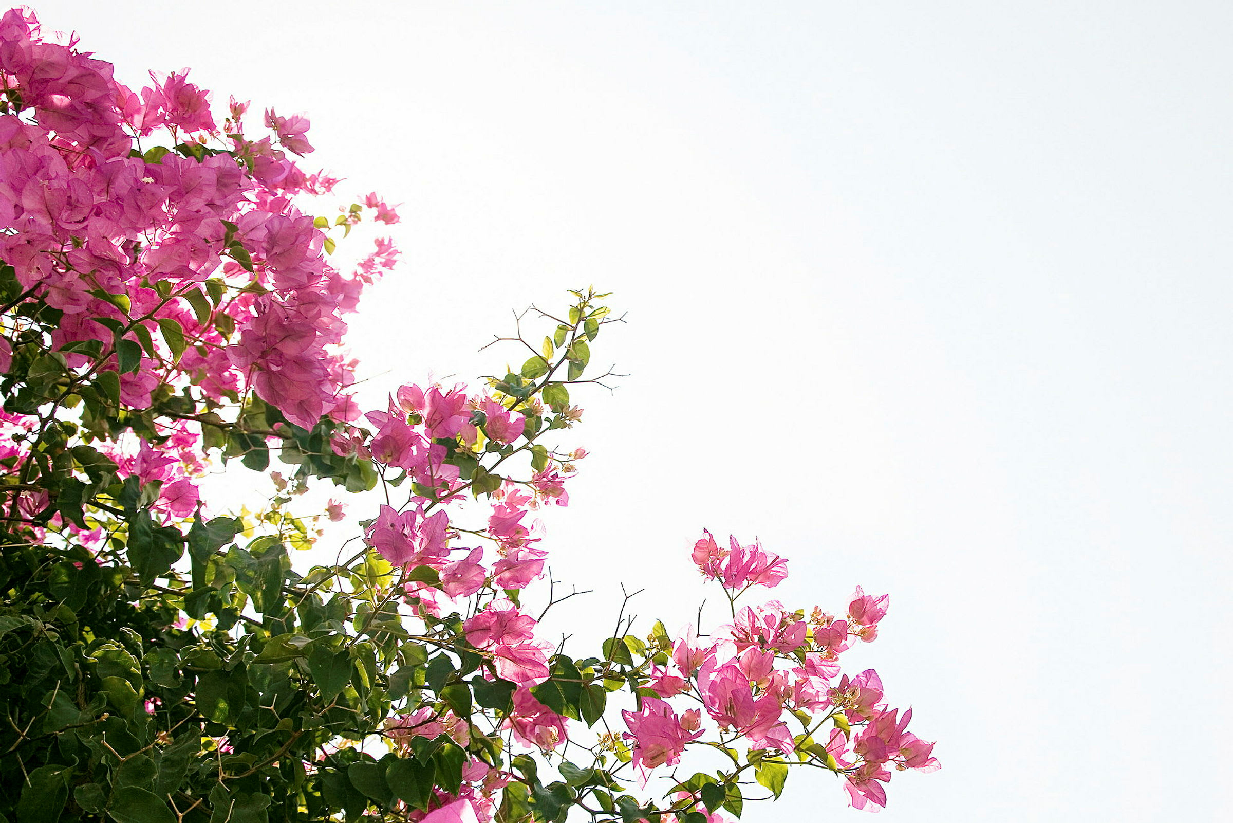 Grene med lyserøde blomster og grønne blade mod en lys himmel. (AI-genereret tekst)