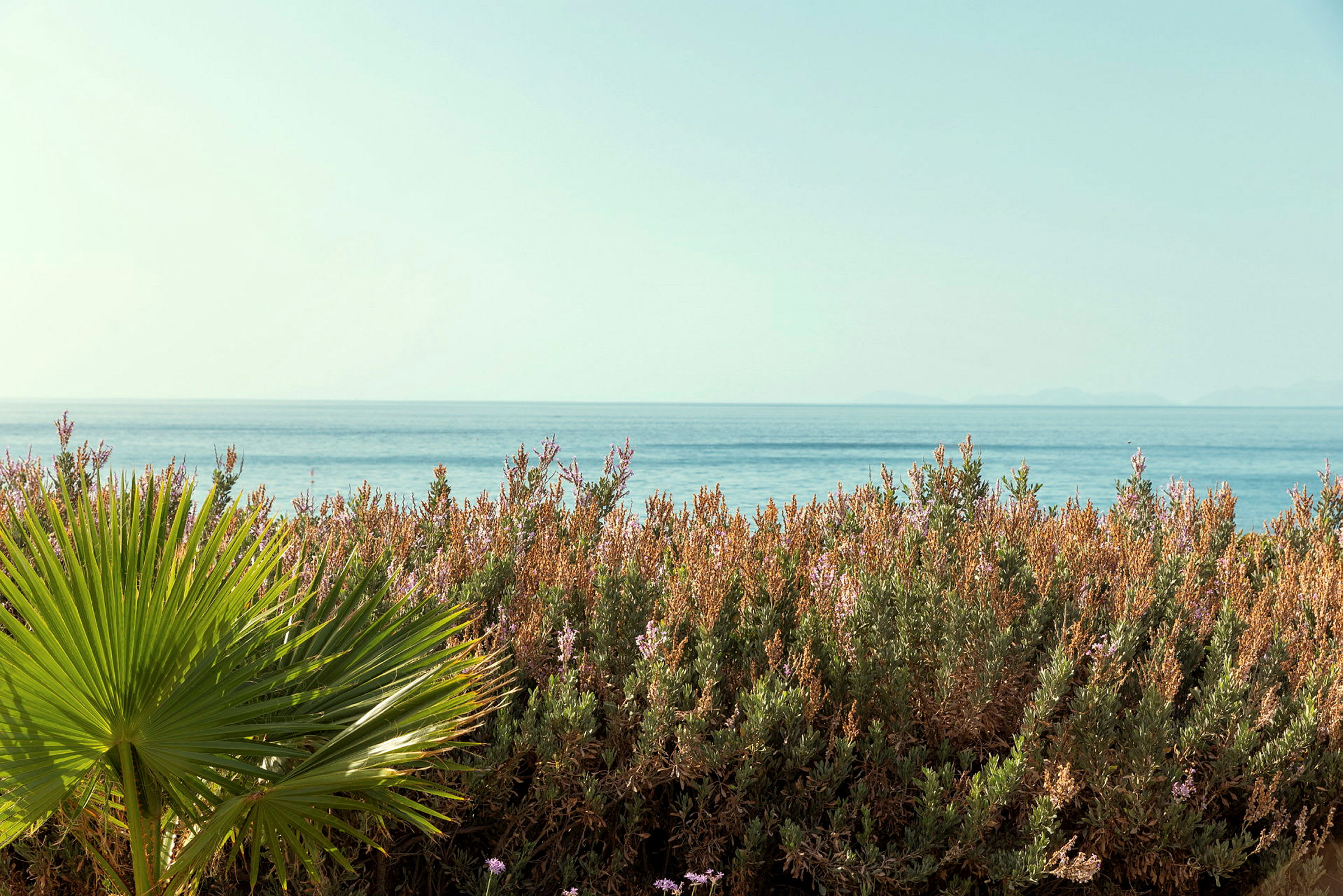 Et palmeblad og blomstrende buske ved havet. (AI-genereret tekst)