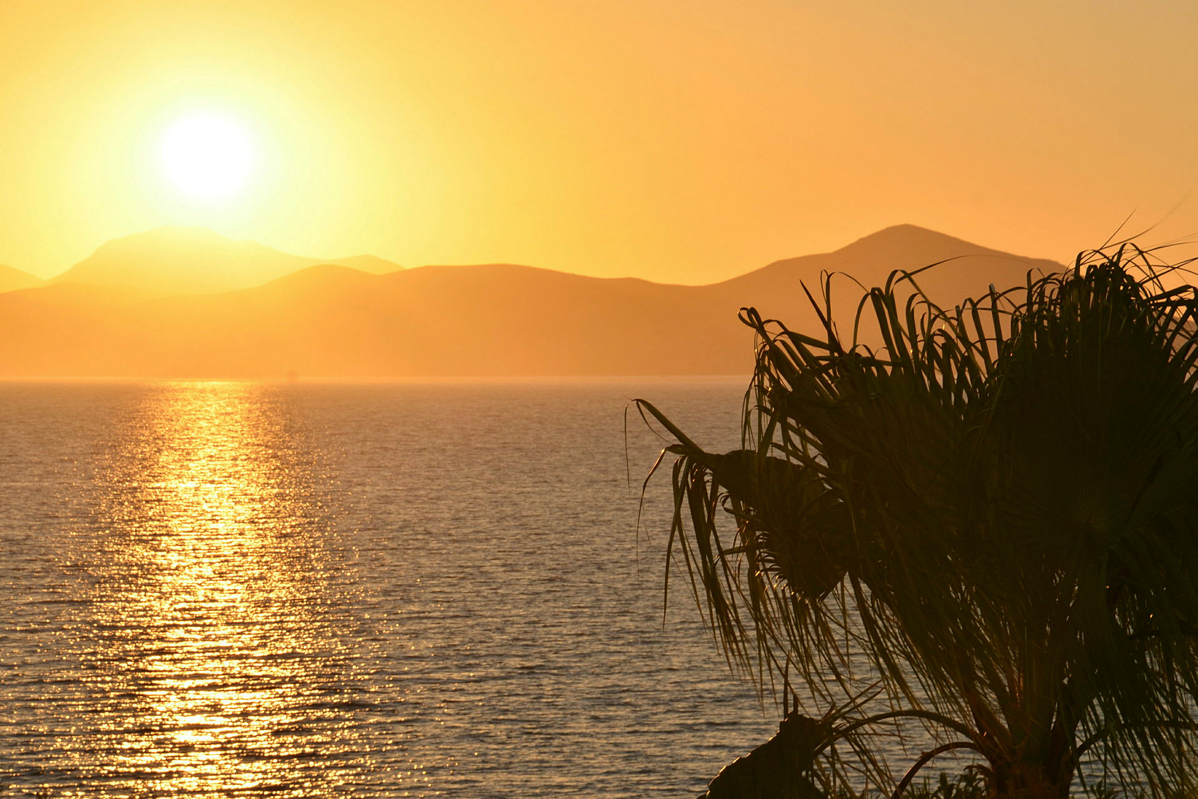 Solnedgang over havet med palmeblade i forgrunden. (AI-genereret tekst)