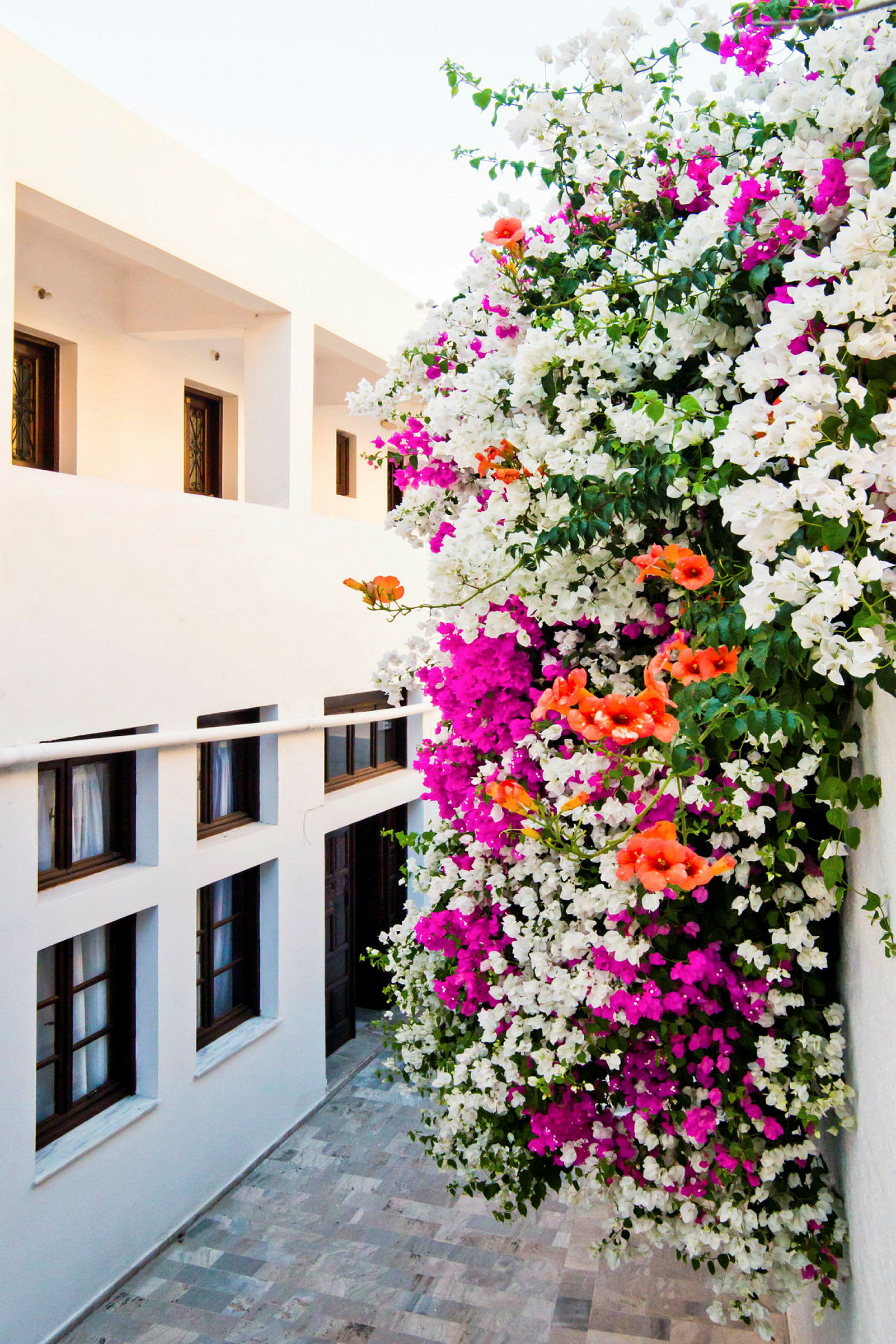 Hvid bygning med bougainvillea i forskellige farver, herunder hvid, rosa og orange. (AI-genereret tekst)