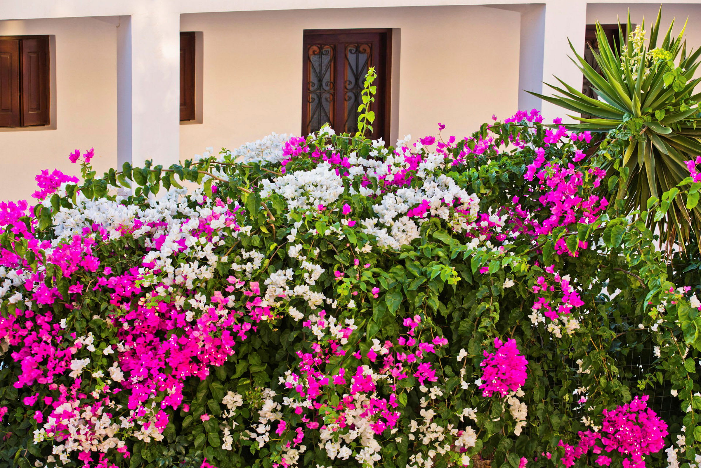 Hvid bygning med blomstrende bougainvillea busk med lyserøde og hvide blomster foran. (AI-genereret tekst)