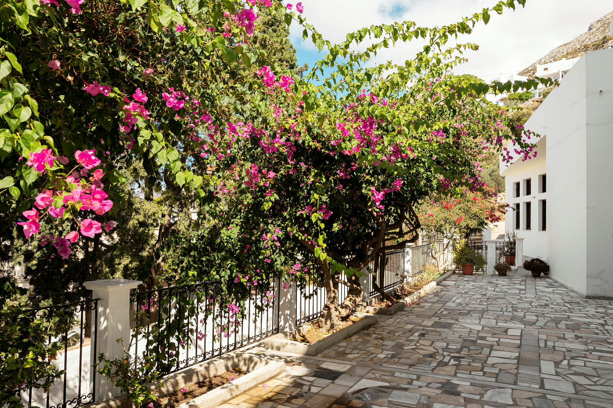 En stenbelagt gang med blomstrende bougainvillea og et hvidt hus. (AI-genereret tekst)