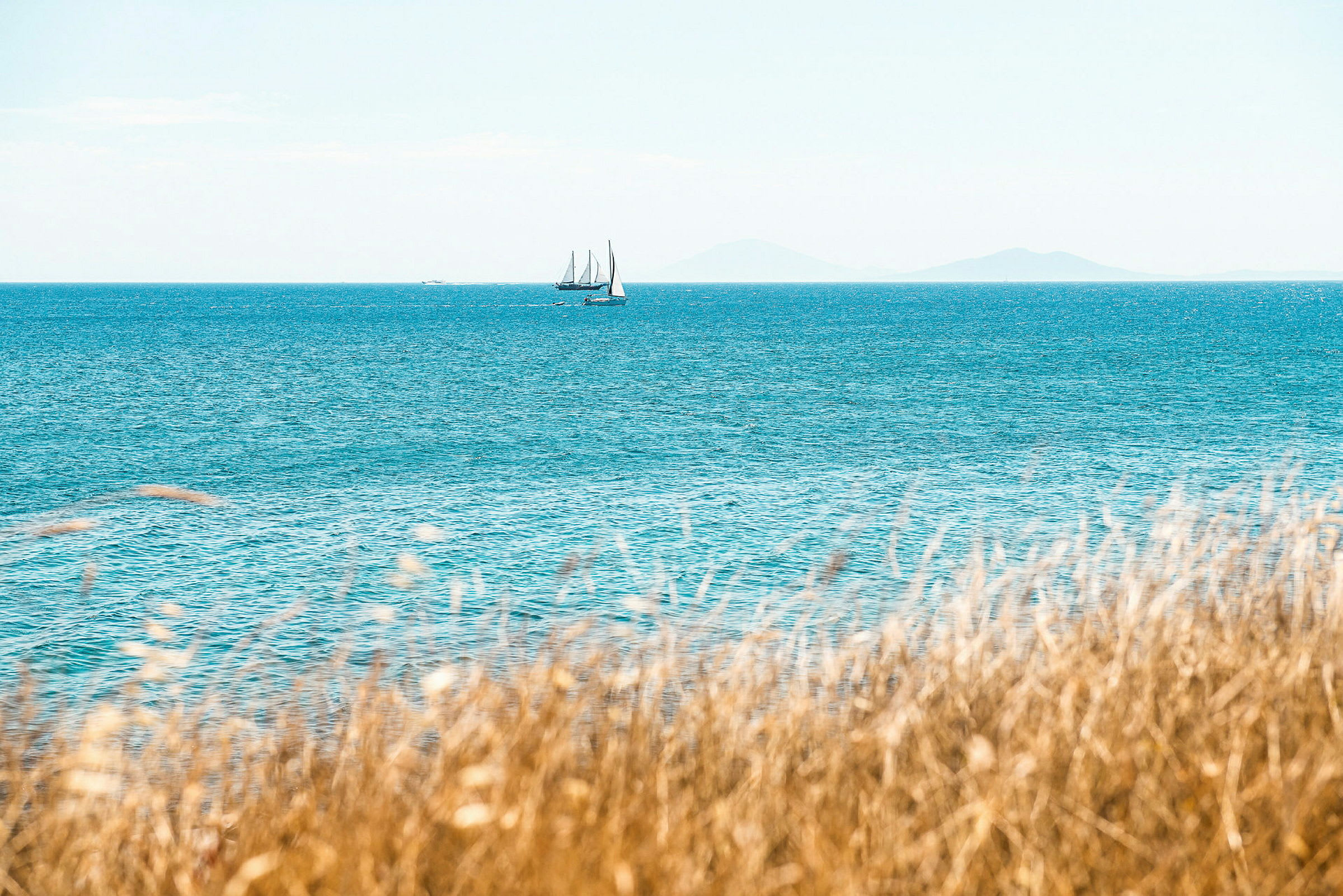 Græs i forgrunden og sejlbåd på havet. (AI-genereret tekst)