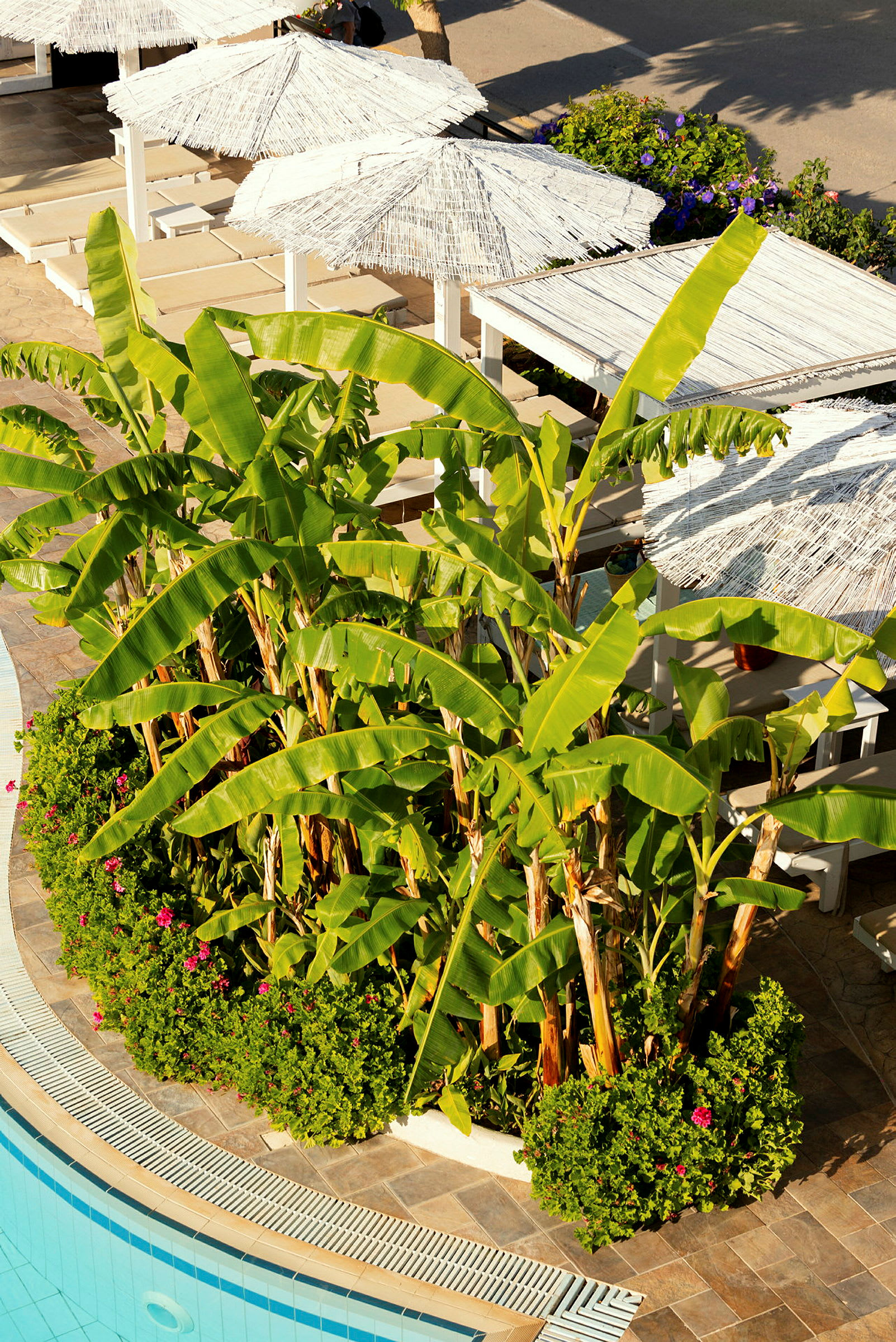 Bananplanter med beplantning ved siden af en pool og skyggende parasoller. (AI-genereret tekst)