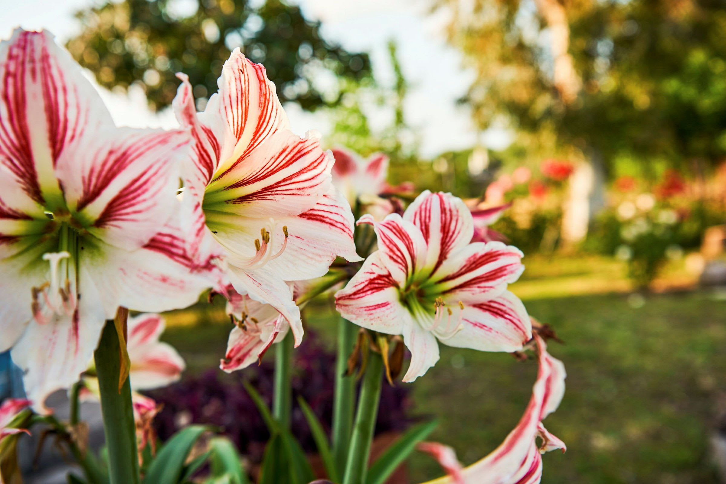 Nærbillede af hvide og røde blomster i en frodig have. (AI-genereret tekst)