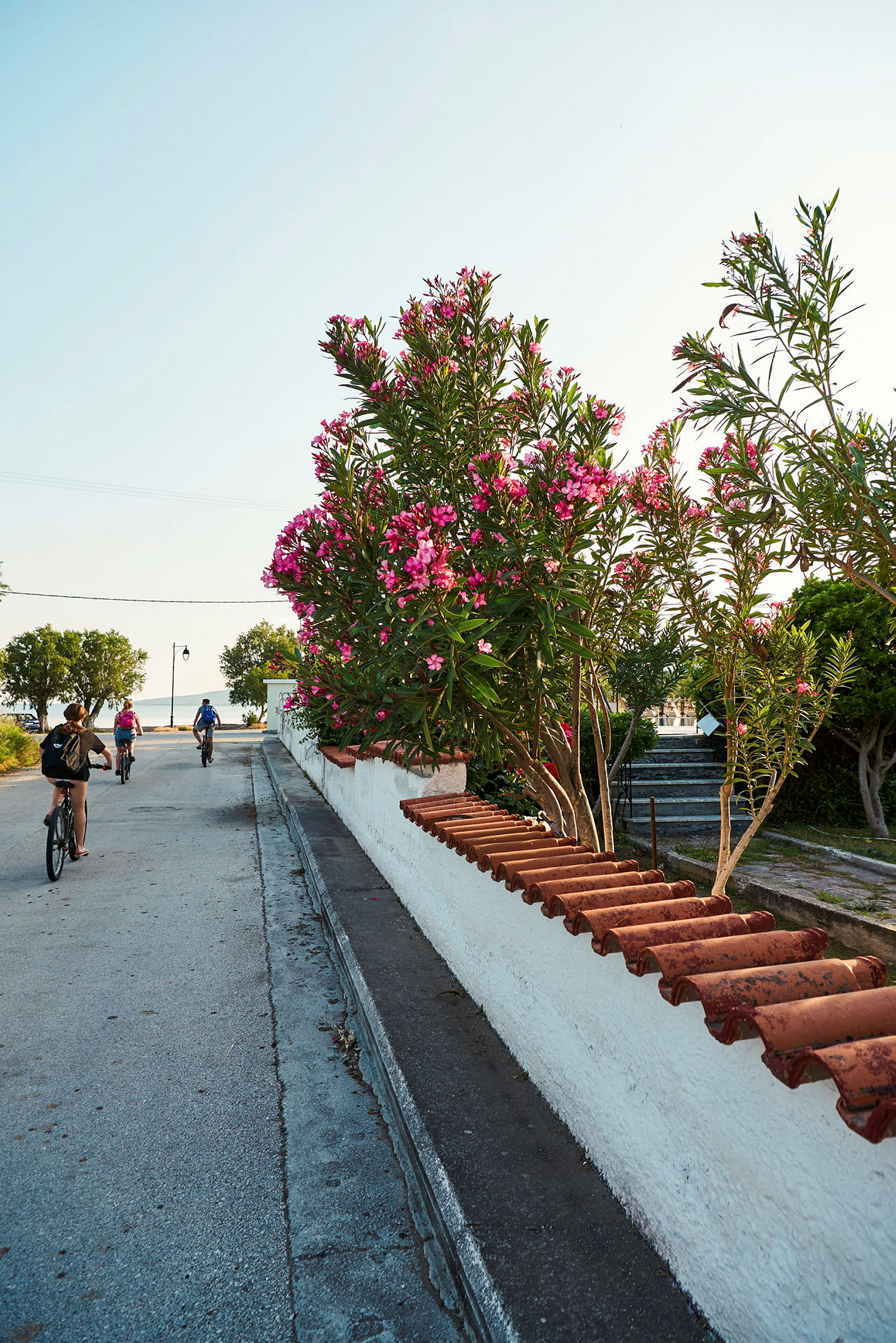 En gruppe personer cykler på en vej ved siden af en hvid mur, med lyserøde blomstrende buske ved siden af. (AI-genereret tekst)