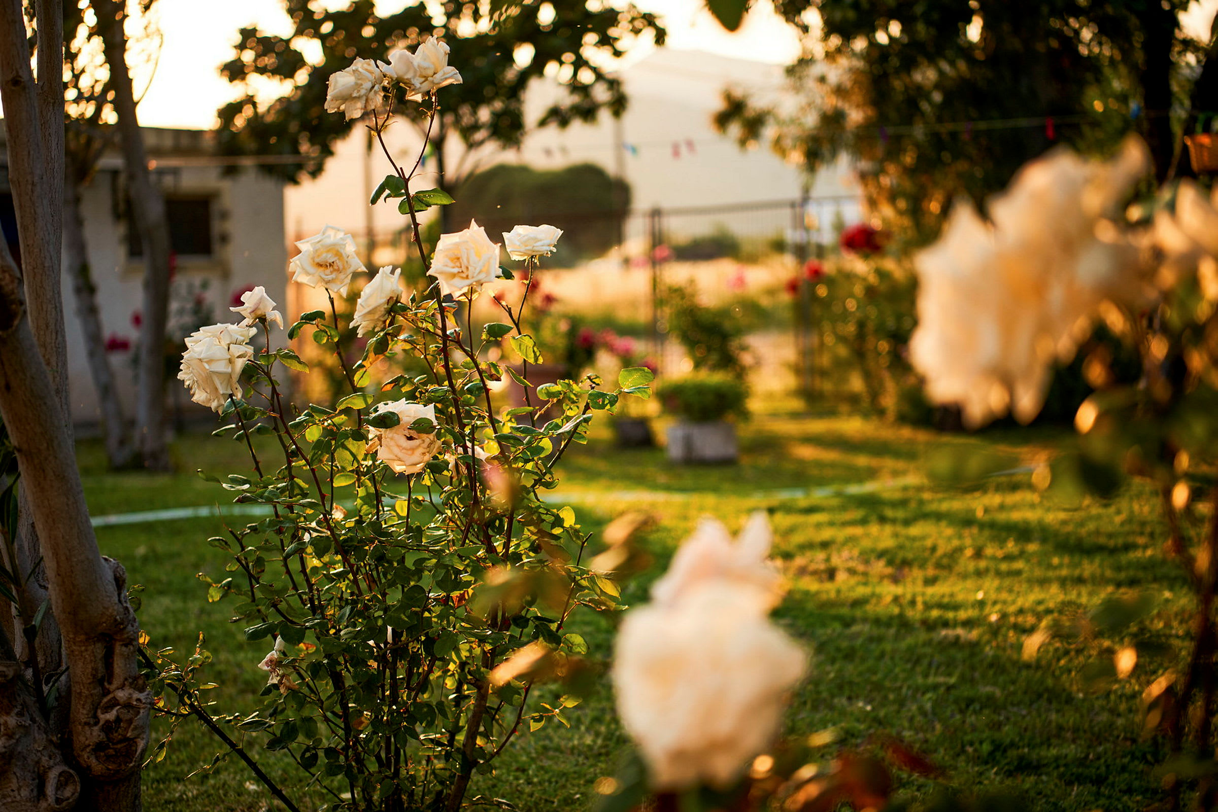Rosebuske i have fotograferet ved solnedgang. (AI-genereret tekst)