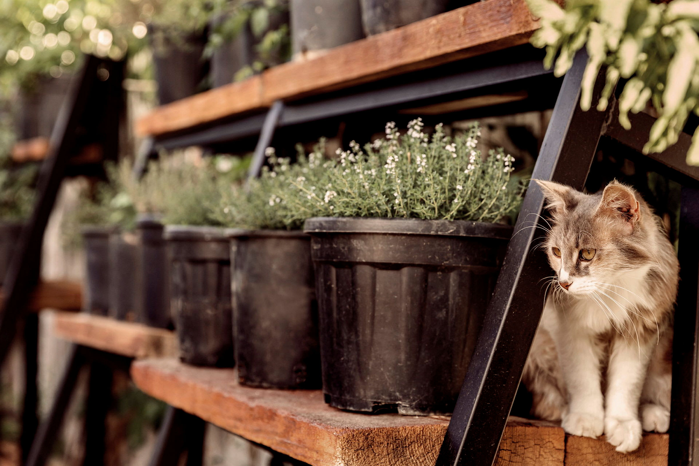 En kat sidder ved siden af sorte plastpotter med planter. (AI-genereret tekst)