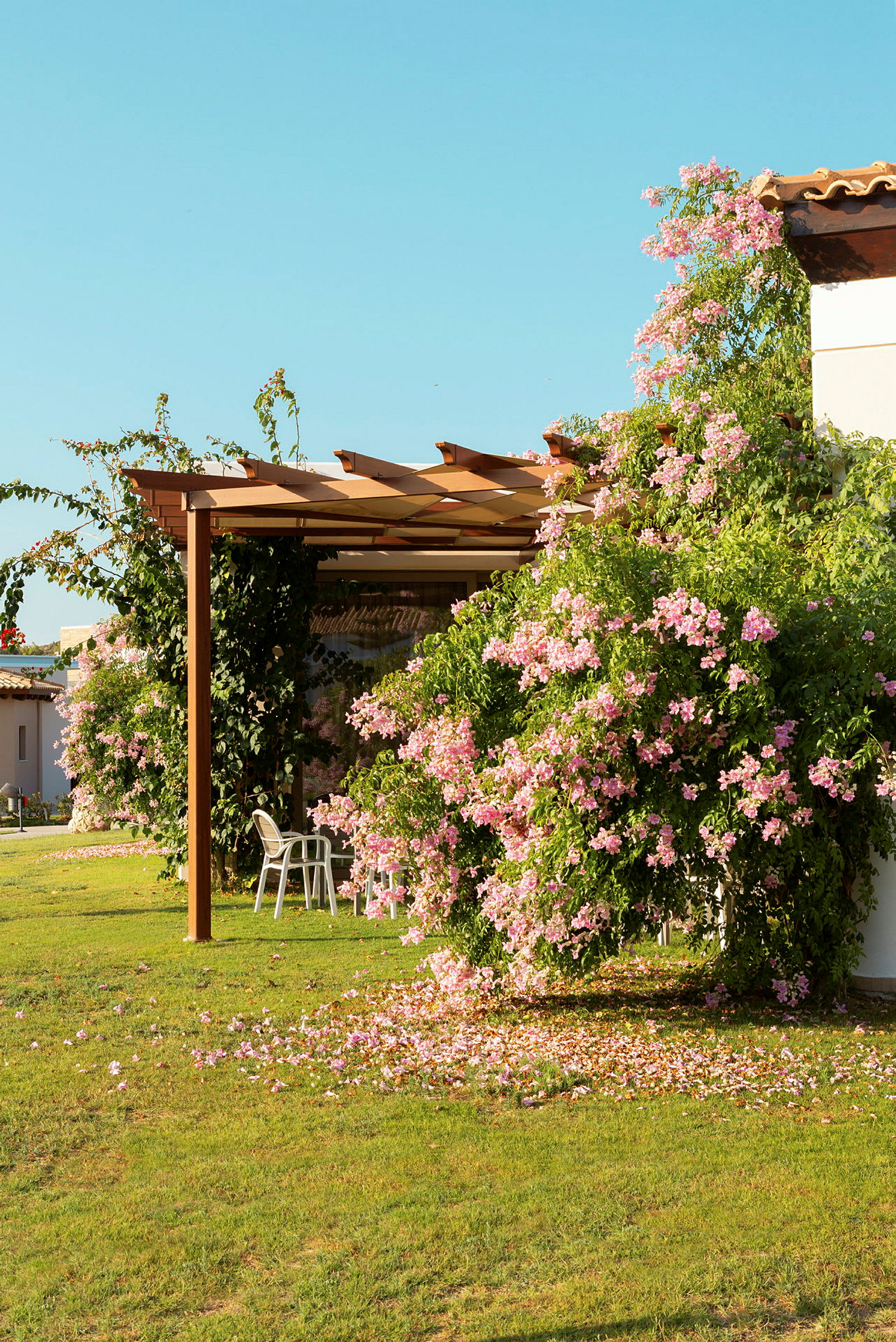 En pergola med klatreplanter, der blomstrer i lyserøde nuancer. (AI-genereret tekst)