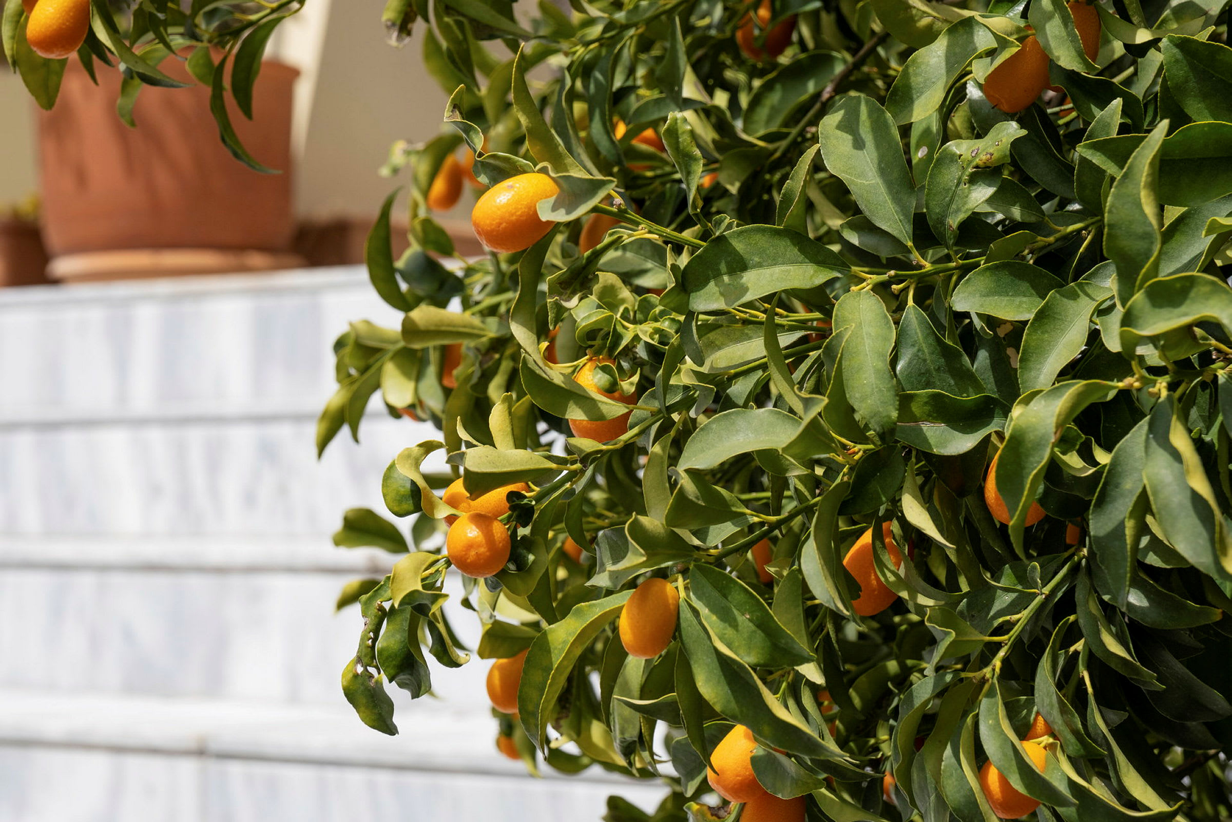 Gren med små orange citrusfrugter og grønne blade nær en trappe. (AI-genereret tekst)