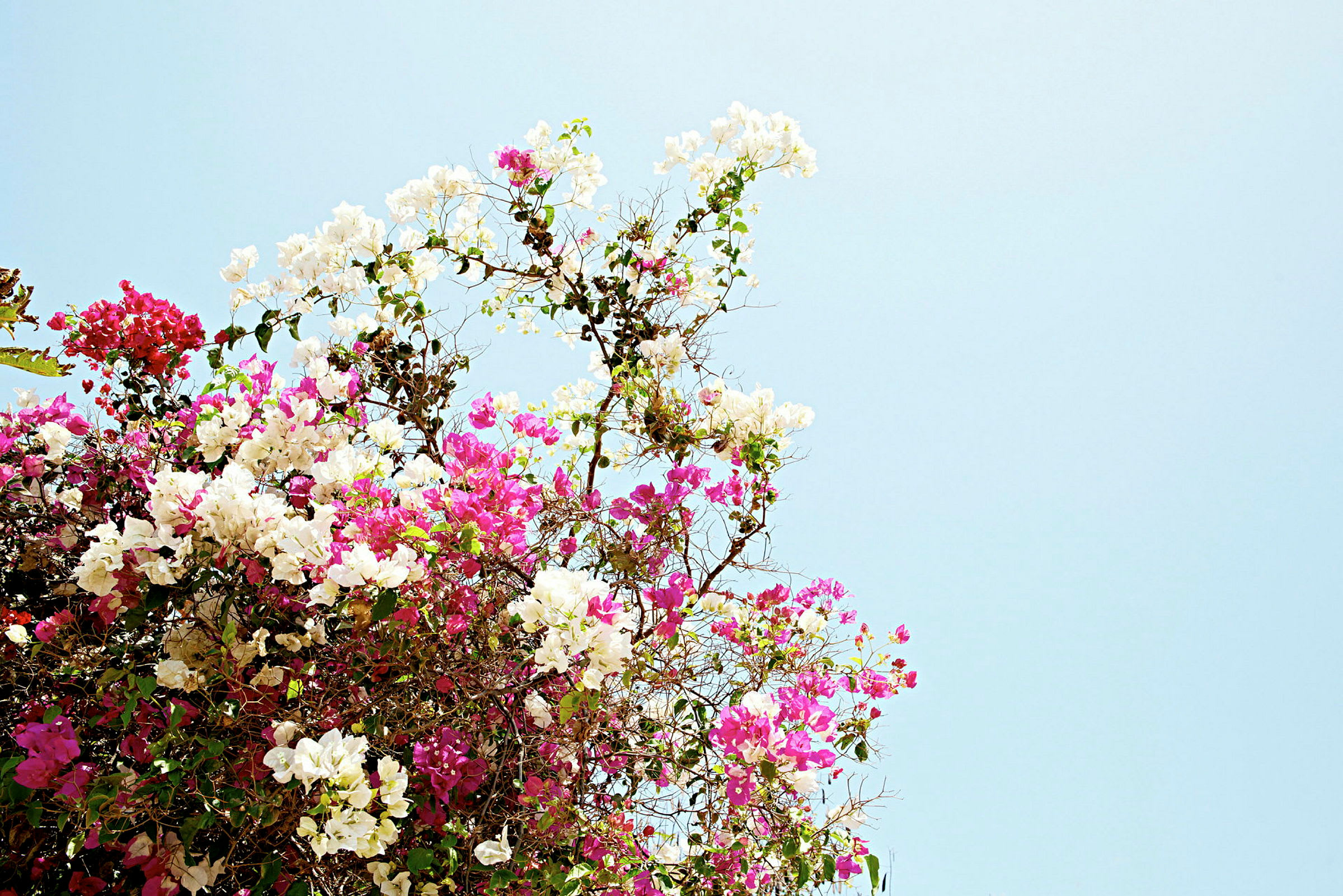 Gren med hvide og lyserøde blomster mod en blå himmel. (AI-genereret tekst)