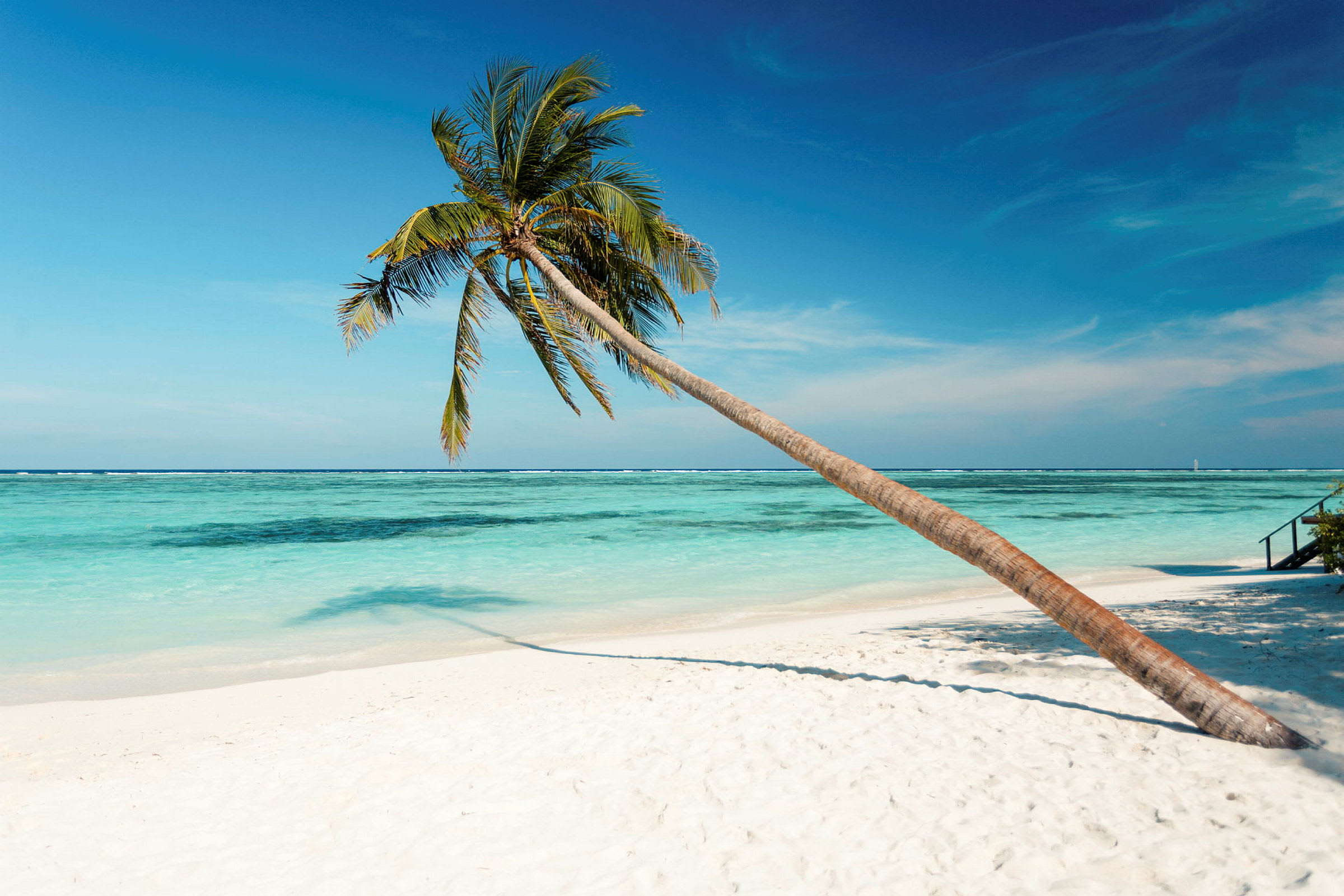 En skrånende palme på en tropisk strand med hvidt sand og turkis vand. (AI-genereret tekst)