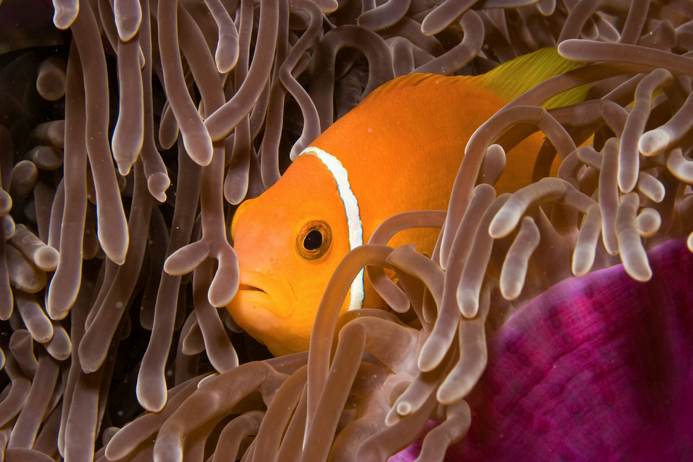 En orange klovnefisk svømmer blandt tentaklerne af en havanemone. (AI-genereret tekst)